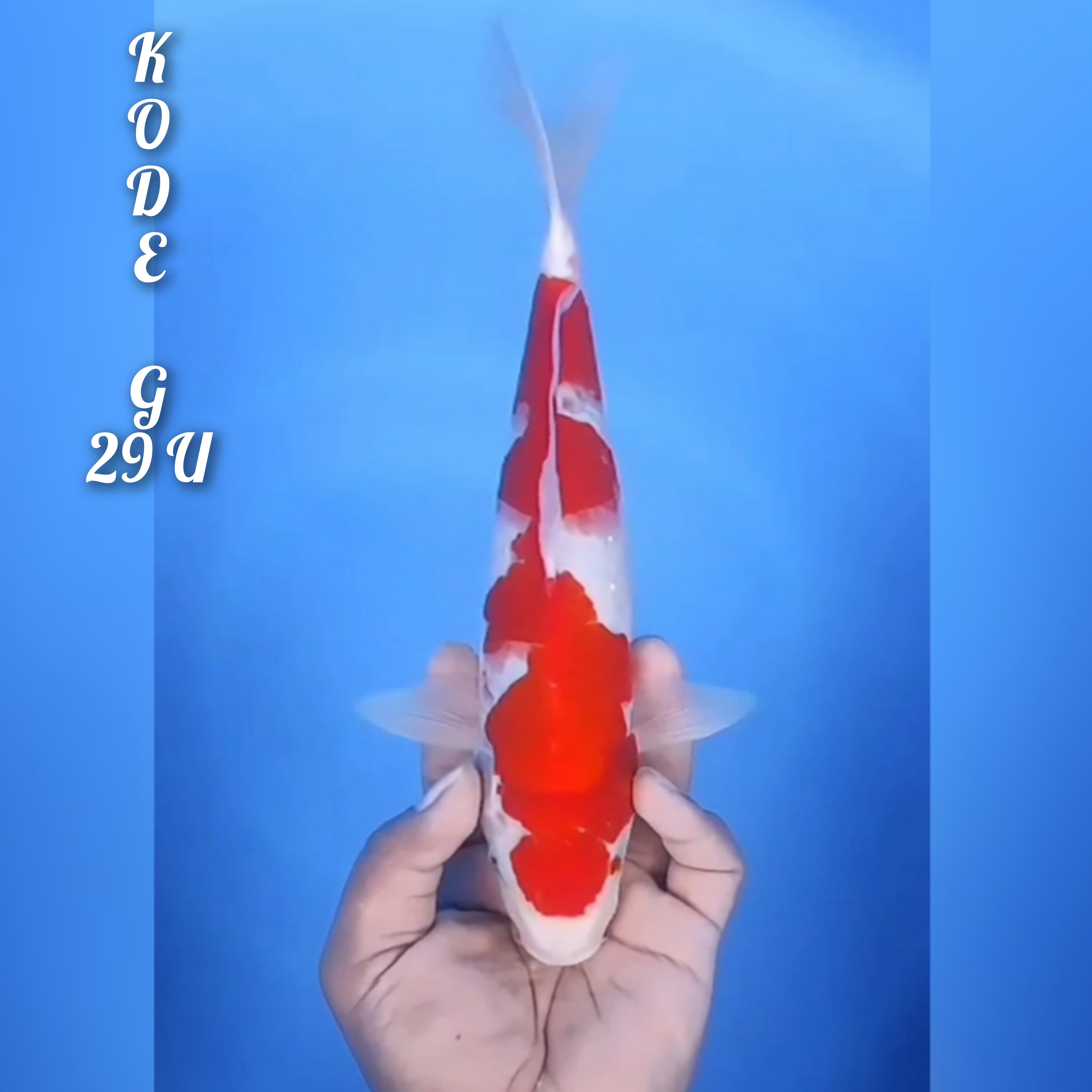 Lelang Koi Online, Jual Beli Ikan Koi, Pusat Jual Beli Koi, Info Lelang Koi Hari Ini, Platform Jual Beli Koi, Jual Beli Ikan Koi Online, Marketplace Ikan Koi, Jual Koi Terbaik, Tempat Beli Koi Berkualitas, Pasar Ikan Koi Online Terpercaya, Penjual Ikan Koi Terpercaya, Beli Koi Hias Online, Ikan Koi untuk Dijual, Koi Kualitas Terbaik, Toko Online Ikan Koi, Koi Hias Untuk Dijual, Jual Beli Ikan Koi Lokal, Koi Indonesia Online, Pusat Jual Beli Koi Terbesar