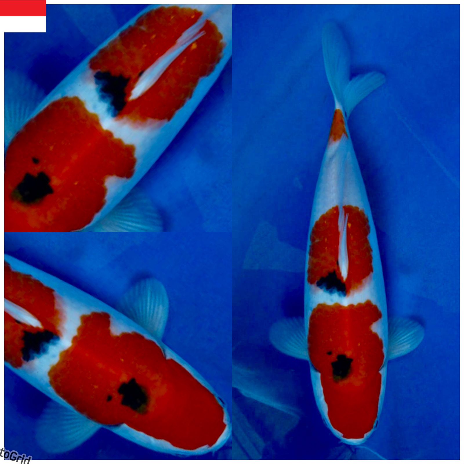 Lelang Koi Online, Jual Beli Ikan Koi, Pusat Jual Beli Koi, Info Lelang Koi Hari Ini, Platform Jual Beli Koi, Jual Beli Ikan Koi Online, Marketplace Ikan Koi, Jual Koi Terbaik, Tempat Beli Koi Berkualitas, Pasar Ikan Koi Online Terpercaya, Penjual Ikan Koi Terpercaya, Beli Koi Hias Online, Ikan Koi untuk Dijual, Koi Kualitas Terbaik, Toko Online Ikan Koi, Koi Hias Untuk Dijual, Jual Beli Ikan Koi Lokal, Koi Indonesia Online, Pusat Jual Beli Koi Terbesar