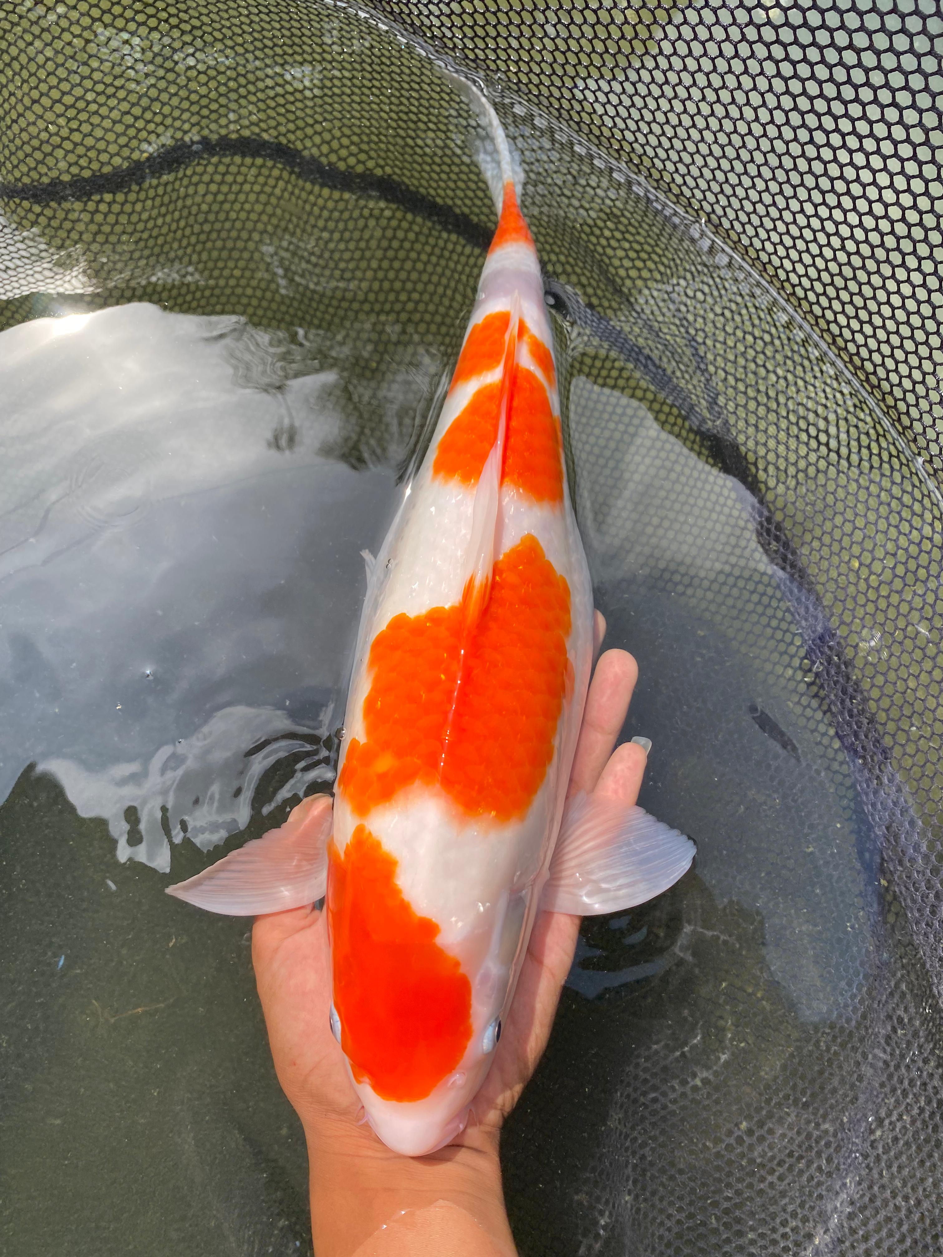 Lelang Koi Online, Jual Beli Ikan Koi, Pusat Jual Beli Koi, Info Lelang Koi Hari Ini, Platform Jual Beli Koi, Jual Beli Ikan Koi Online, Marketplace Ikan Koi, Jual Koi Terbaik, Tempat Beli Koi Berkualitas, Pasar Ikan Koi Online Terpercaya, Penjual Ikan Koi Terpercaya, Beli Koi Hias Online, Ikan Koi untuk Dijual, Koi Kualitas Terbaik, Toko Online Ikan Koi, Koi Hias Untuk Dijual, Jual Beli Ikan Koi Lokal, Koi Indonesia Online, Pusat Jual Beli Koi Terbesar