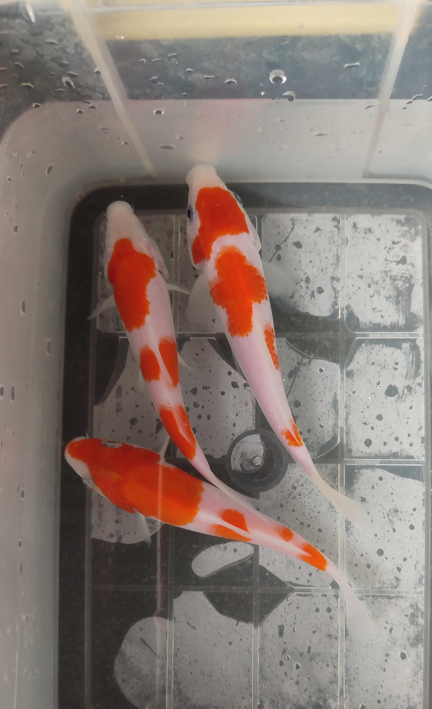 Lelang Koi Online, Jual Beli Ikan Koi, Pusat Jual Beli Koi, Info Lelang Koi Hari Ini, Platform Jual Beli Koi, Jual Beli Ikan Koi Online, Marketplace Ikan Koi, Jual Koi Terbaik, Tempat Beli Koi Berkualitas, Pasar Ikan Koi Online Terpercaya, Penjual Ikan Koi Terpercaya, Beli Koi Hias Online, Ikan Koi untuk Dijual, Koi Kualitas Terbaik, Toko Online Ikan Koi, Koi Hias Untuk Dijual, Jual Beli Ikan Koi Lokal, Koi Indonesia Online, Pusat Jual Beli Koi Terbesar