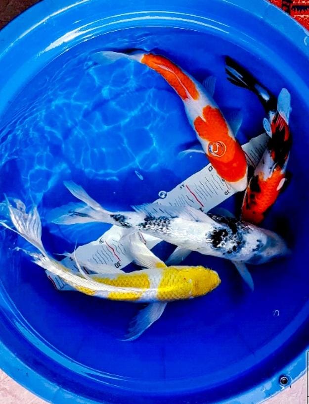 Lelang Koi Online, Jual Beli Ikan Koi, Pusat Jual Beli Koi, Info Lelang Koi Hari Ini, Platform Jual Beli Koi, Jual Beli Ikan Koi Online, Marketplace Ikan Koi, Jual Koi Terbaik, Tempat Beli Koi Berkualitas, Pasar Ikan Koi Online Terpercaya, Penjual Ikan Koi Terpercaya, Beli Koi Hias Online, Ikan Koi untuk Dijual, Koi Kualitas Terbaik, Toko Online Ikan Koi, Koi Hias Untuk Dijual, Jual Beli Ikan Koi Lokal, Koi Indonesia Online, Pusat Jual Beli Koi Terbesar