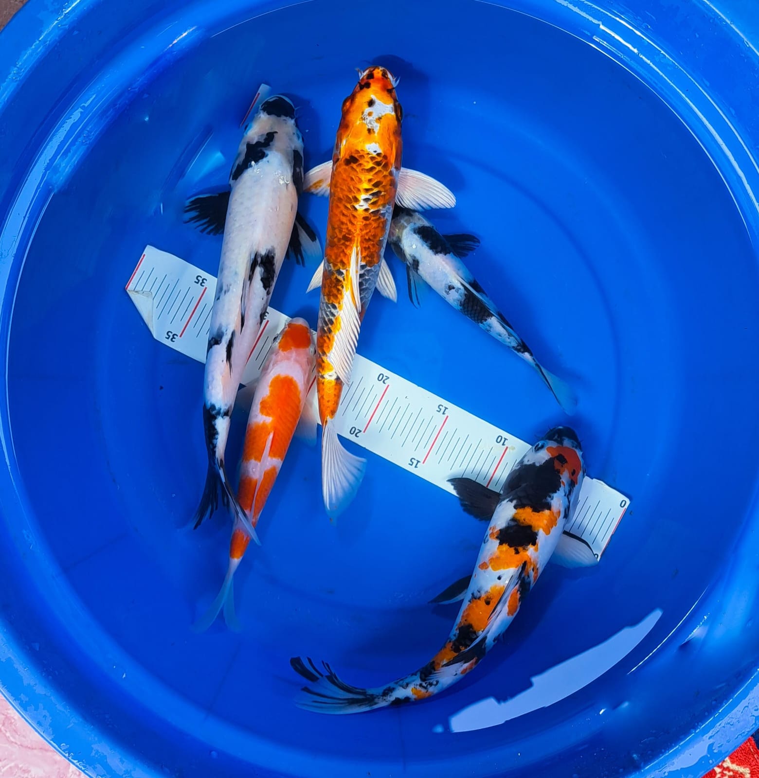 Lelang Koi Online, Jual Beli Ikan Koi, Pusat Jual Beli Koi, Info Lelang Koi Hari Ini, Platform Jual Beli Koi, Jual Beli Ikan Koi Online, Marketplace Ikan Koi, Jual Koi Terbaik, Tempat Beli Koi Berkualitas, Pasar Ikan Koi Online Terpercaya, Penjual Ikan Koi Terpercaya, Beli Koi Hias Online, Ikan Koi untuk Dijual, Koi Kualitas Terbaik, Toko Online Ikan Koi, Koi Hias Untuk Dijual, Jual Beli Ikan Koi Lokal, Koi Indonesia Online, Pusat Jual Beli Koi Terbesar