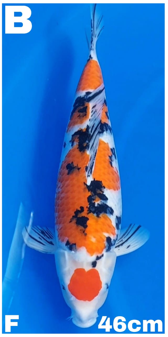 SANKEBULKY 46cm