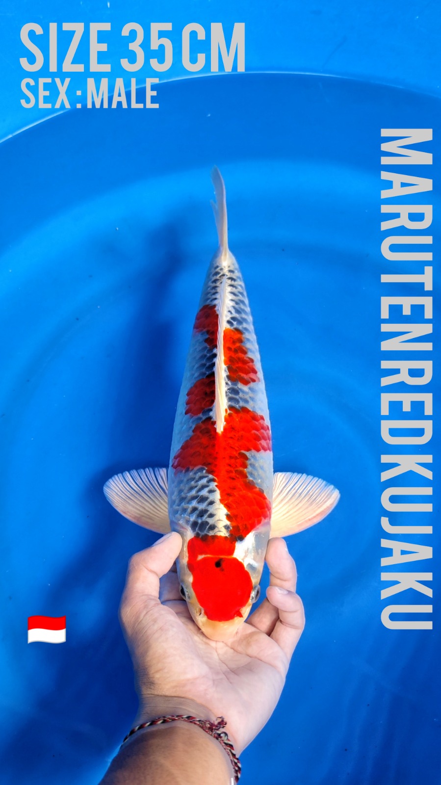 Lelang Koi Online, Jual Beli Ikan Koi, Pusat Jual Beli Koi, Info Lelang Koi Hari Ini, Platform Jual Beli Koi, Jual Beli Ikan Koi Online, Marketplace Ikan Koi, Jual Koi Terbaik, Tempat Beli Koi Berkualitas, Pasar Ikan Koi Online Terpercaya, Penjual Ikan Koi Terpercaya, Beli Koi Hias Online, Ikan Koi untuk Dijual, Koi Kualitas Terbaik, Toko Online Ikan Koi, Koi Hias Untuk Dijual, Jual Beli Ikan Koi Lokal, Koi Indonesia Online, Pusat Jual Beli Koi Terbesar