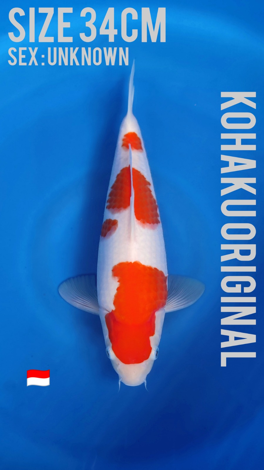 Lelang Koi Online, Jual Beli Ikan Koi, Pusat Jual Beli Koi, Info Lelang Koi Hari Ini, Platform Jual Beli Koi, Jual Beli Ikan Koi Online, Marketplace Ikan Koi, Jual Koi Terbaik, Tempat Beli Koi Berkualitas, Pasar Ikan Koi Online Terpercaya, Penjual Ikan Koi Terpercaya, Beli Koi Hias Online, Ikan Koi untuk Dijual, Koi Kualitas Terbaik, Toko Online Ikan Koi, Koi Hias Untuk Dijual, Jual Beli Ikan Koi Lokal, Koi Indonesia Online, Pusat Jual Beli Koi Terbesar