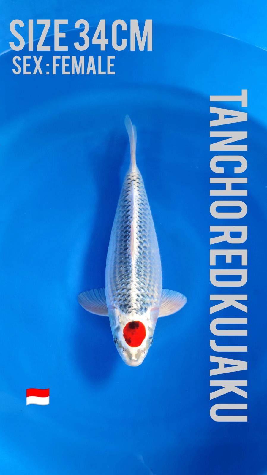 Lelang Koi Online, Jual Beli Ikan Koi, Pusat Jual Beli Koi, Info Lelang Koi Hari Ini, Platform Jual Beli Koi, Jual Beli Ikan Koi Online, Marketplace Ikan Koi, Jual Koi Terbaik, Tempat Beli Koi Berkualitas, Pasar Ikan Koi Online Terpercaya, Penjual Ikan Koi Terpercaya, Beli Koi Hias Online, Ikan Koi untuk Dijual, Koi Kualitas Terbaik, Toko Online Ikan Koi, Koi Hias Untuk Dijual, Jual Beli Ikan Koi Lokal, Koi Indonesia Online, Pusat Jual Beli Koi Terbesar