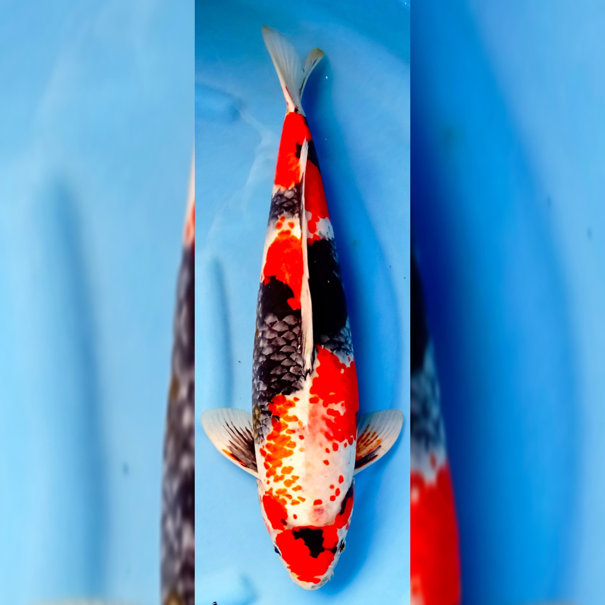MARUTEN KANOKO SHOWA MALE 60cm