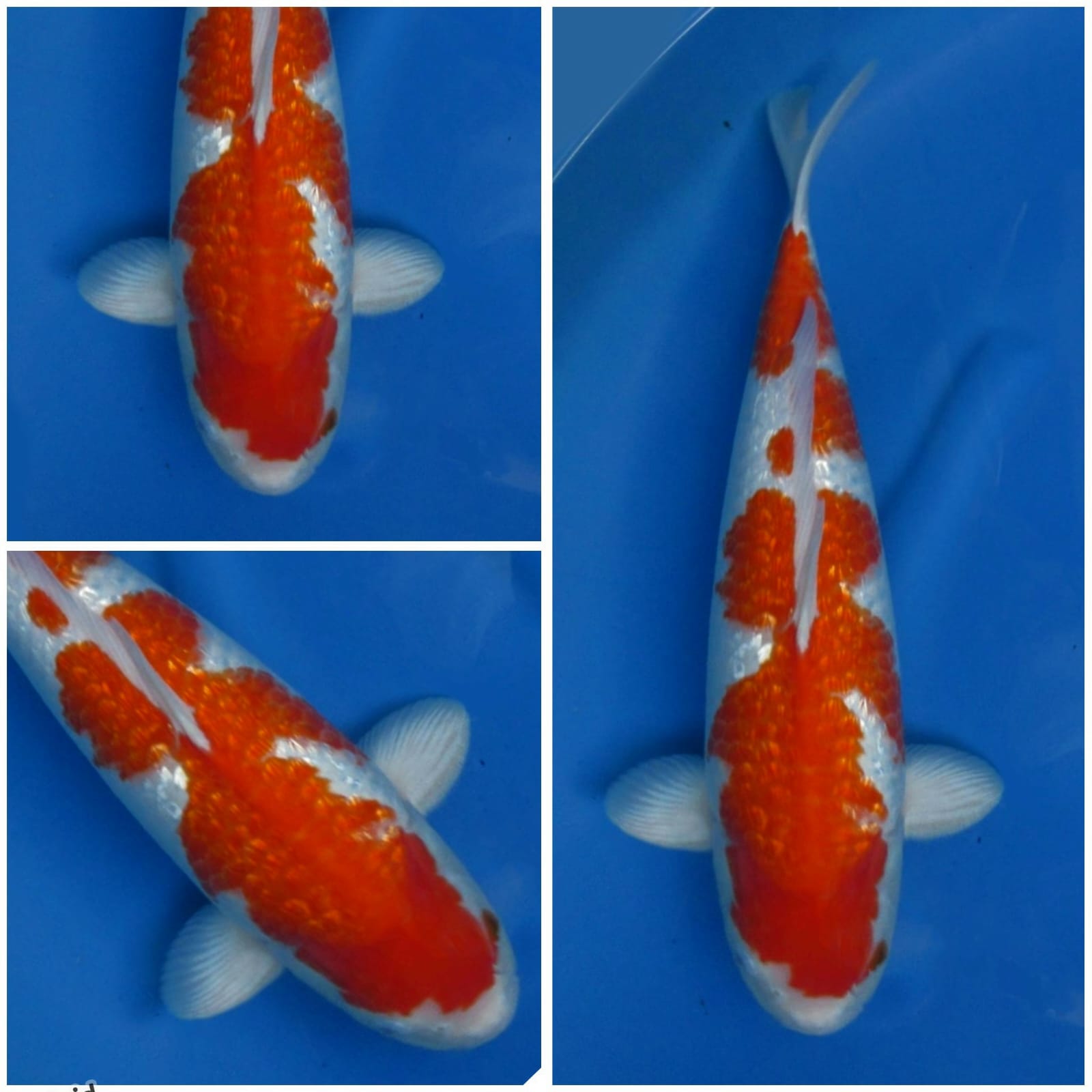 Lelang Koi Online, Jual Beli Ikan Koi, Pusat Jual Beli Koi, Info Lelang Koi Hari Ini, Platform Jual Beli Koi, Jual Beli Ikan Koi Online, Marketplace Ikan Koi, Jual Koi Terbaik, Tempat Beli Koi Berkualitas, Pasar Ikan Koi Online Terpercaya, Penjual Ikan Koi Terpercaya, Beli Koi Hias Online, Ikan Koi untuk Dijual, Koi Kualitas Terbaik, Toko Online Ikan Koi, Koi Hias Untuk Dijual, Jual Beli Ikan Koi Lokal, Koi Indonesia Online, Pusat Jual Beli Koi Terbesar