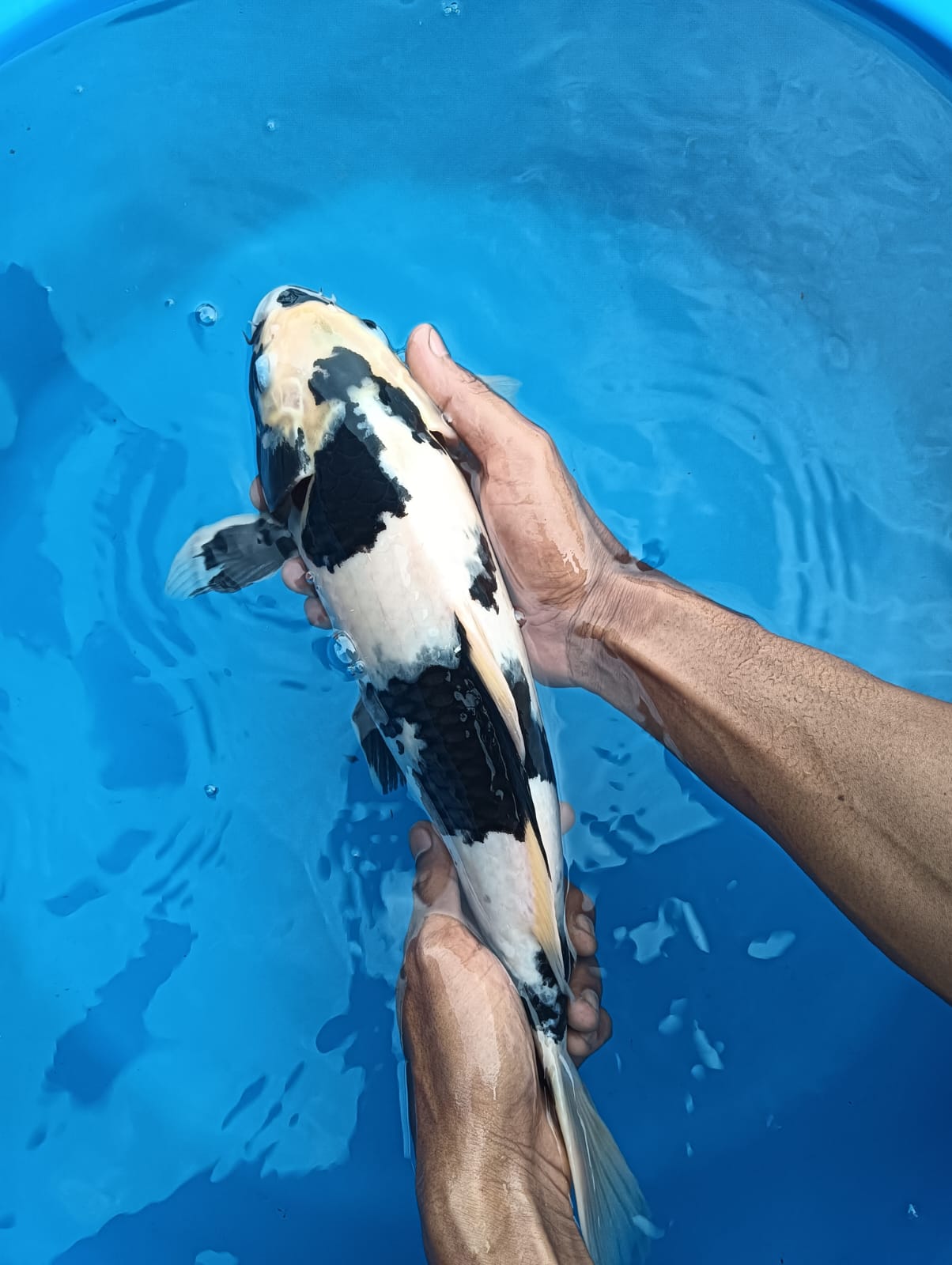 Lelang Koi Online, Jual Beli Ikan Koi, Pusat Jual Beli Koi, Info Lelang Koi Hari Ini, Platform Jual Beli Koi, Jual Beli Ikan Koi Online, Marketplace Ikan Koi, Jual Koi Terbaik, Tempat Beli Koi Berkualitas, Pasar Ikan Koi Online Terpercaya, Penjual Ikan Koi Terpercaya, Beli Koi Hias Online, Ikan Koi untuk Dijual, Koi Kualitas Terbaik, Toko Online Ikan Koi, Koi Hias Untuk Dijual, Jual Beli Ikan Koi Lokal, Koi Indonesia Online, Pusat Jual Beli Koi Terbesar