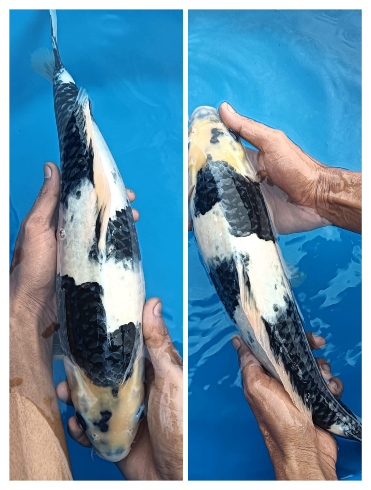 Lelang Koi Online, Jual Beli Ikan Koi, Pusat Jual Beli Koi, Info Lelang Koi Hari Ini, Platform Jual Beli Koi, Jual Beli Ikan Koi Online, Marketplace Ikan Koi, Jual Koi Terbaik, Tempat Beli Koi Berkualitas, Pasar Ikan Koi Online Terpercaya, Penjual Ikan Koi Terpercaya, Beli Koi Hias Online, Ikan Koi untuk Dijual, Koi Kualitas Terbaik, Toko Online Ikan Koi, Koi Hias Untuk Dijual, Jual Beli Ikan Koi Lokal, Koi Indonesia Online, Pusat Jual Beli Koi Terbesar