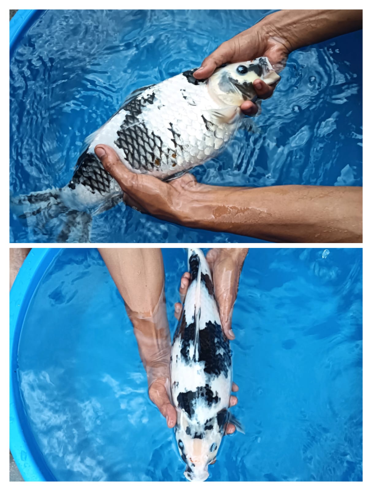 Lelang Koi Online, Jual Beli Ikan Koi, Pusat Jual Beli Koi, Info Lelang Koi Hari Ini, Platform Jual Beli Koi, Jual Beli Ikan Koi Online, Marketplace Ikan Koi, Jual Koi Terbaik, Tempat Beli Koi Berkualitas, Pasar Ikan Koi Online Terpercaya, Penjual Ikan Koi Terpercaya, Beli Koi Hias Online, Ikan Koi untuk Dijual, Koi Kualitas Terbaik, Toko Online Ikan Koi, Koi Hias Untuk Dijual, Jual Beli Ikan Koi Lokal, Koi Indonesia Online, Pusat Jual Beli Koi Terbesar