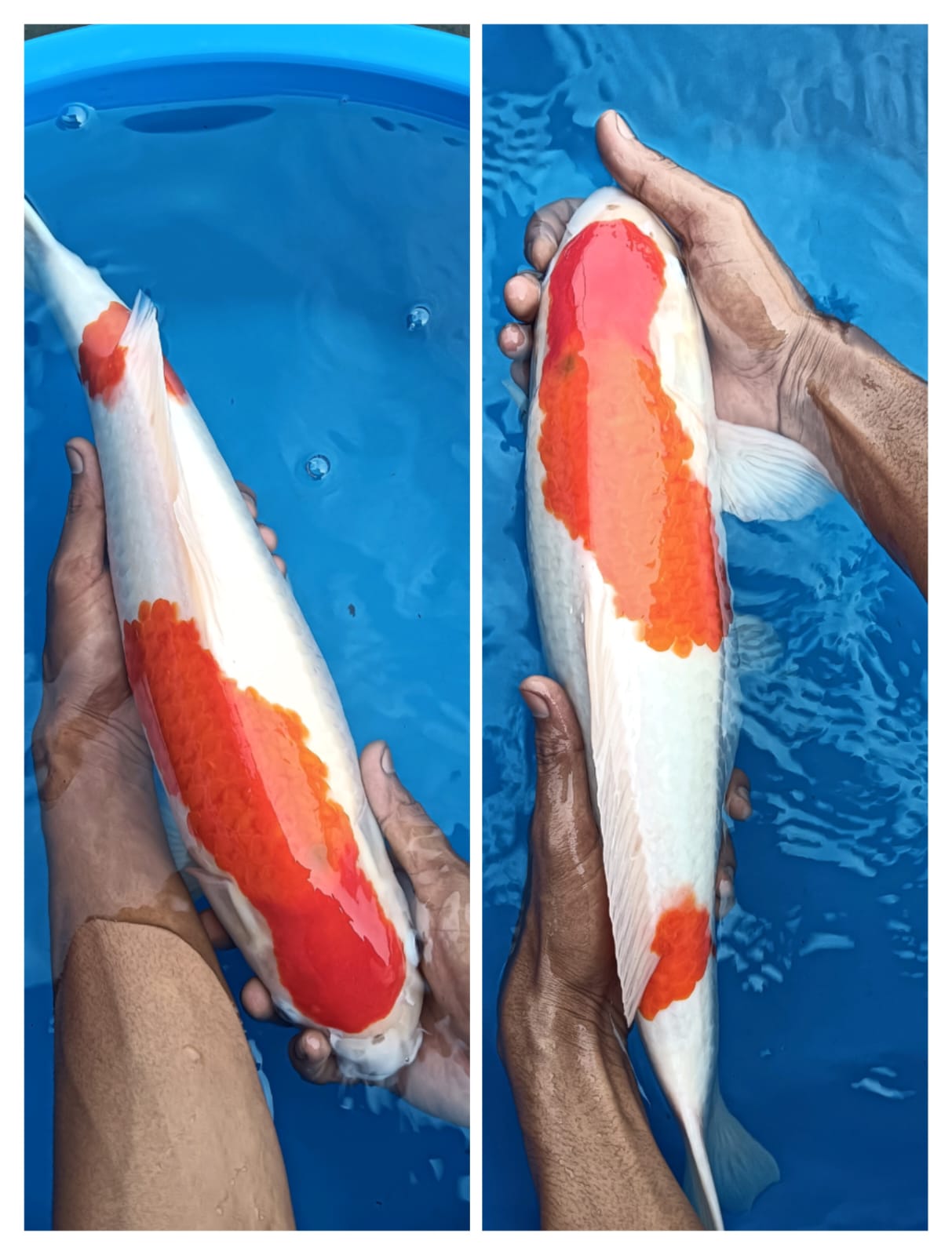 Lelang Koi Online, Jual Beli Ikan Koi, Pusat Jual Beli Koi, Info Lelang Koi Hari Ini, Platform Jual Beli Koi, Jual Beli Ikan Koi Online, Marketplace Ikan Koi, Jual Koi Terbaik, Tempat Beli Koi Berkualitas, Pasar Ikan Koi Online Terpercaya, Penjual Ikan Koi Terpercaya, Beli Koi Hias Online, Ikan Koi untuk Dijual, Koi Kualitas Terbaik, Toko Online Ikan Koi, Koi Hias Untuk Dijual, Jual Beli Ikan Koi Lokal, Koi Indonesia Online, Pusat Jual Beli Koi Terbesar