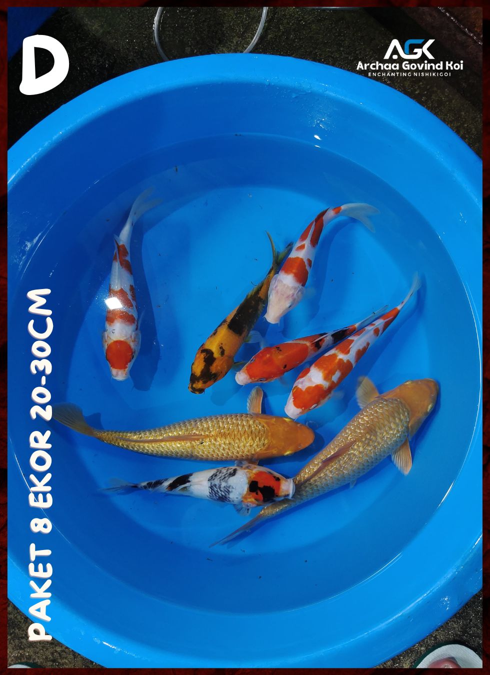 PAKET 8 EKOR 20-30cm