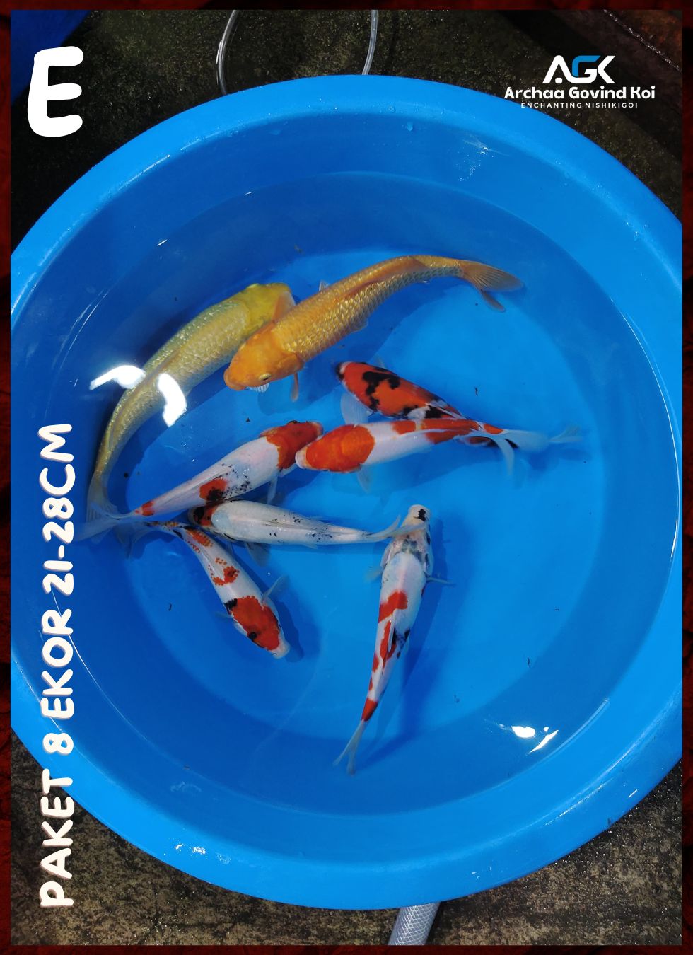 PAKET 8 EKOR 21-28cm
