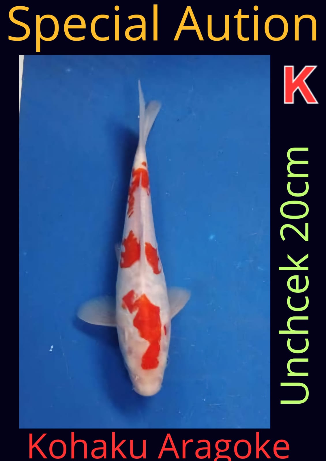 Lelang Koi Online, Jual Beli Ikan Koi, Pusat Jual Beli Koi, Info Lelang Koi Hari Ini, Platform Jual Beli Koi, Jual Beli Ikan Koi Online, Marketplace Ikan Koi, Jual Koi Terbaik, Tempat Beli Koi Berkualitas, Pasar Ikan Koi Online Terpercaya, Penjual Ikan Koi Terpercaya, Beli Koi Hias Online, Ikan Koi untuk Dijual, Koi Kualitas Terbaik, Toko Online Ikan Koi, Koi Hias Untuk Dijual, Jual Beli Ikan Koi Lokal, Koi Indonesia Online, Pusat Jual Beli Koi Terbesar