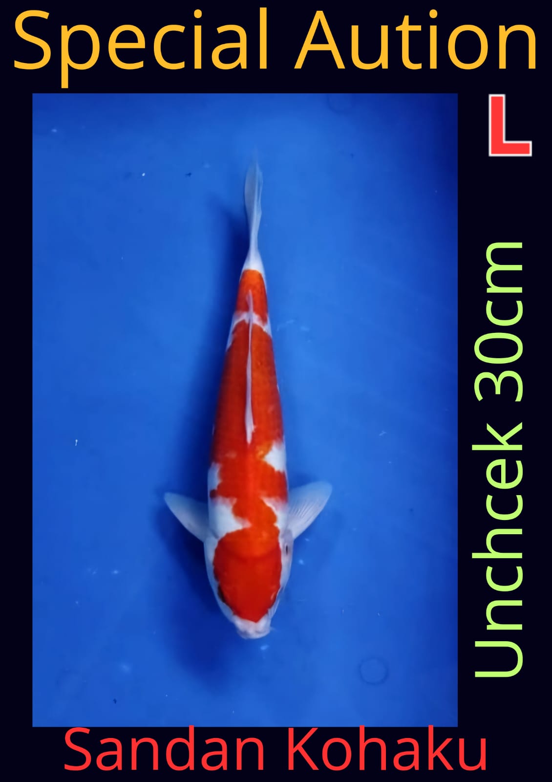 Lelang Koi Online, Jual Beli Ikan Koi, Pusat Jual Beli Koi, Info Lelang Koi Hari Ini, Platform Jual Beli Koi, Jual Beli Ikan Koi Online, Marketplace Ikan Koi, Jual Koi Terbaik, Tempat Beli Koi Berkualitas, Pasar Ikan Koi Online Terpercaya, Penjual Ikan Koi Terpercaya, Beli Koi Hias Online, Ikan Koi untuk Dijual, Koi Kualitas Terbaik, Toko Online Ikan Koi, Koi Hias Untuk Dijual, Jual Beli Ikan Koi Lokal, Koi Indonesia Online, Pusat Jual Beli Koi Terbesar