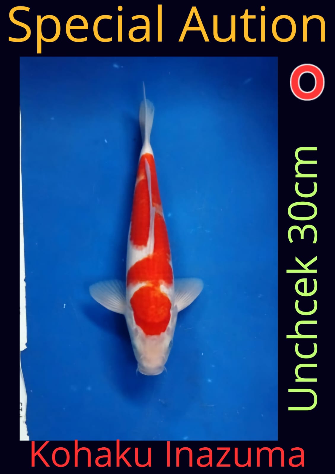 Lelang Koi Online, Jual Beli Ikan Koi, Pusat Jual Beli Koi, Info Lelang Koi Hari Ini, Platform Jual Beli Koi, Jual Beli Ikan Koi Online, Marketplace Ikan Koi, Jual Koi Terbaik, Tempat Beli Koi Berkualitas, Pasar Ikan Koi Online Terpercaya, Penjual Ikan Koi Terpercaya, Beli Koi Hias Online, Ikan Koi untuk Dijual, Koi Kualitas Terbaik, Toko Online Ikan Koi, Koi Hias Untuk Dijual, Jual Beli Ikan Koi Lokal, Koi Indonesia Online, Pusat Jual Beli Koi Terbesar