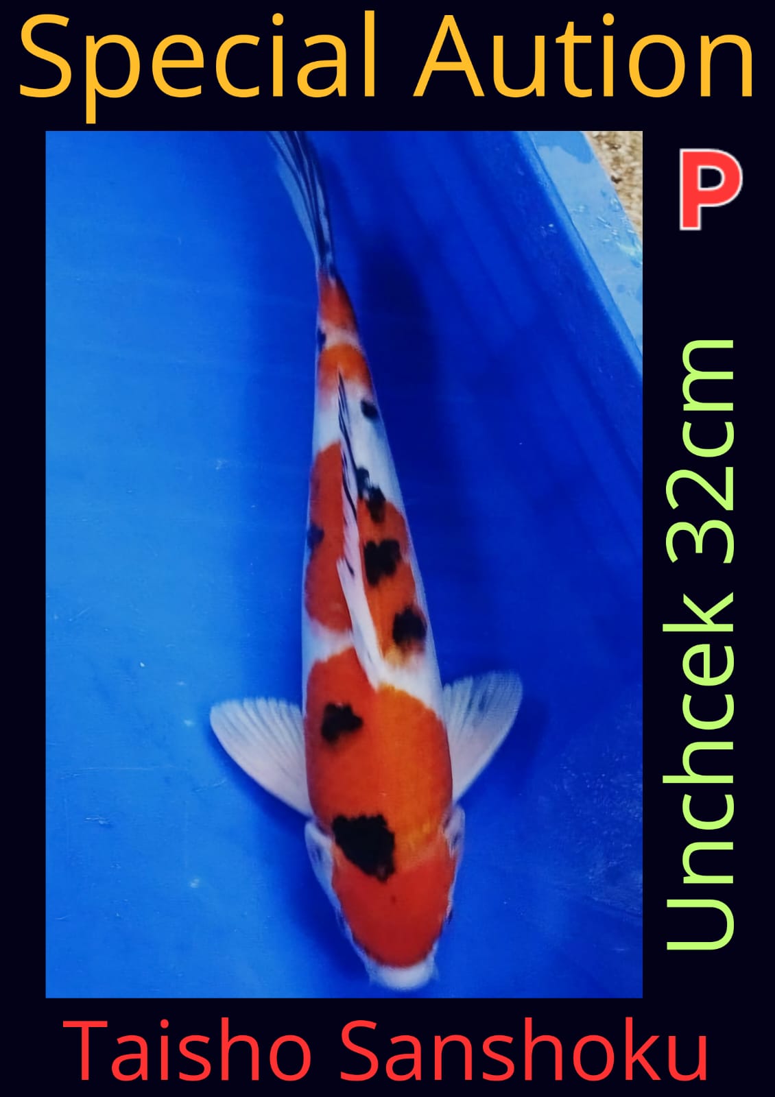 Lelang Koi Online, Jual Beli Ikan Koi, Pusat Jual Beli Koi, Info Lelang Koi Hari Ini, Platform Jual Beli Koi, Jual Beli Ikan Koi Online, Marketplace Ikan Koi, Jual Koi Terbaik, Tempat Beli Koi Berkualitas, Pasar Ikan Koi Online Terpercaya, Penjual Ikan Koi Terpercaya, Beli Koi Hias Online, Ikan Koi untuk Dijual, Koi Kualitas Terbaik, Toko Online Ikan Koi, Koi Hias Untuk Dijual, Jual Beli Ikan Koi Lokal, Koi Indonesia Online, Pusat Jual Beli Koi Terbesar