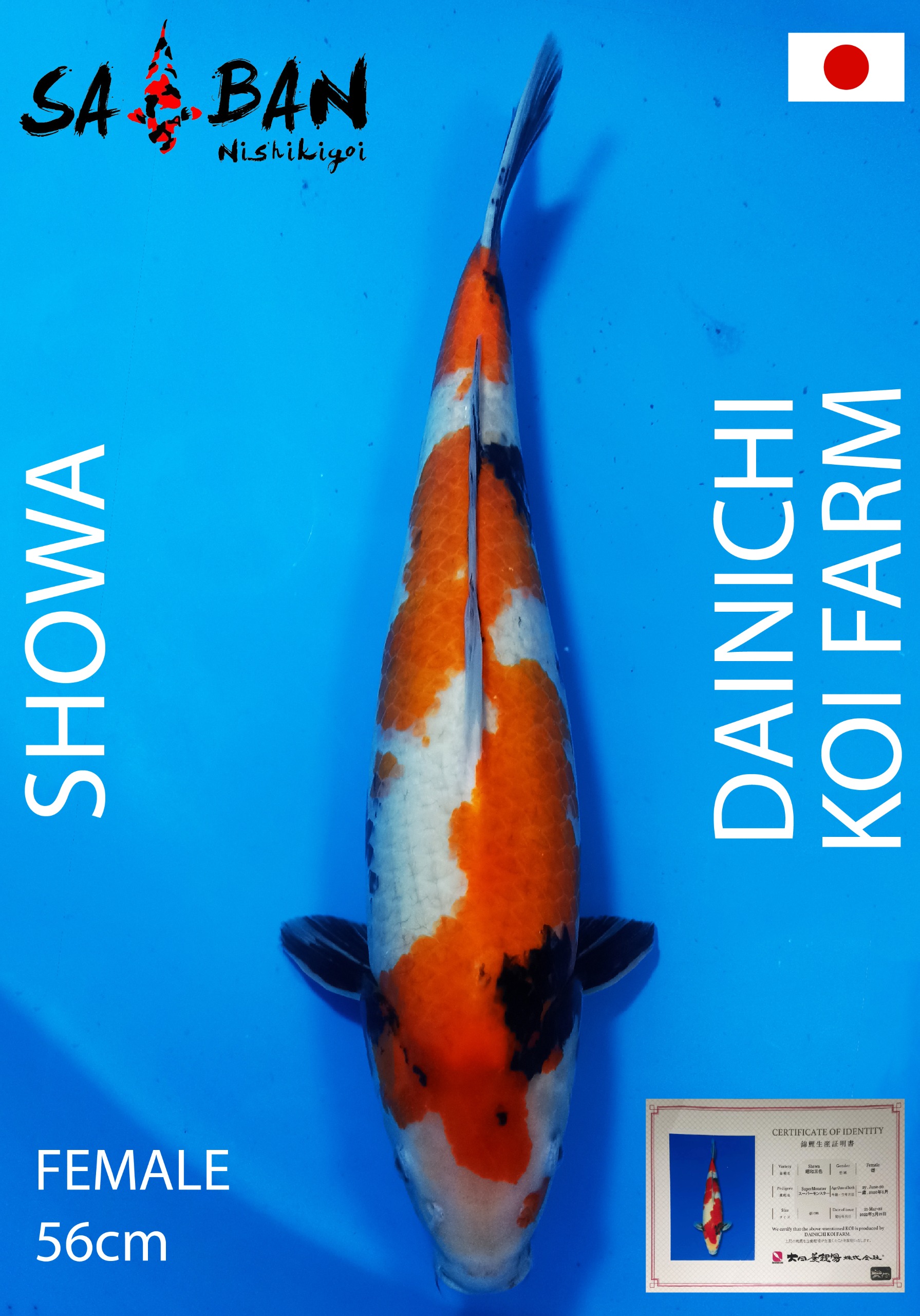 Lelang Koi Online, Jual Beli Ikan Koi, Pusat Jual Beli Koi, Info Lelang Koi Hari Ini, Platform Jual Beli Koi, Jual Beli Ikan Koi Online, Marketplace Ikan Koi, Jual Koi Terbaik, Tempat Beli Koi Berkualitas, Pasar Ikan Koi Online Terpercaya, Penjual Ikan Koi Terpercaya, Beli Koi Hias Online, Ikan Koi untuk Dijual, Koi Kualitas Terbaik, Toko Online Ikan Koi, Koi Hias Untuk Dijual, Jual Beli Ikan Koi Lokal, Koi Indonesia Online, Pusat Jual Beli Koi Terbesar