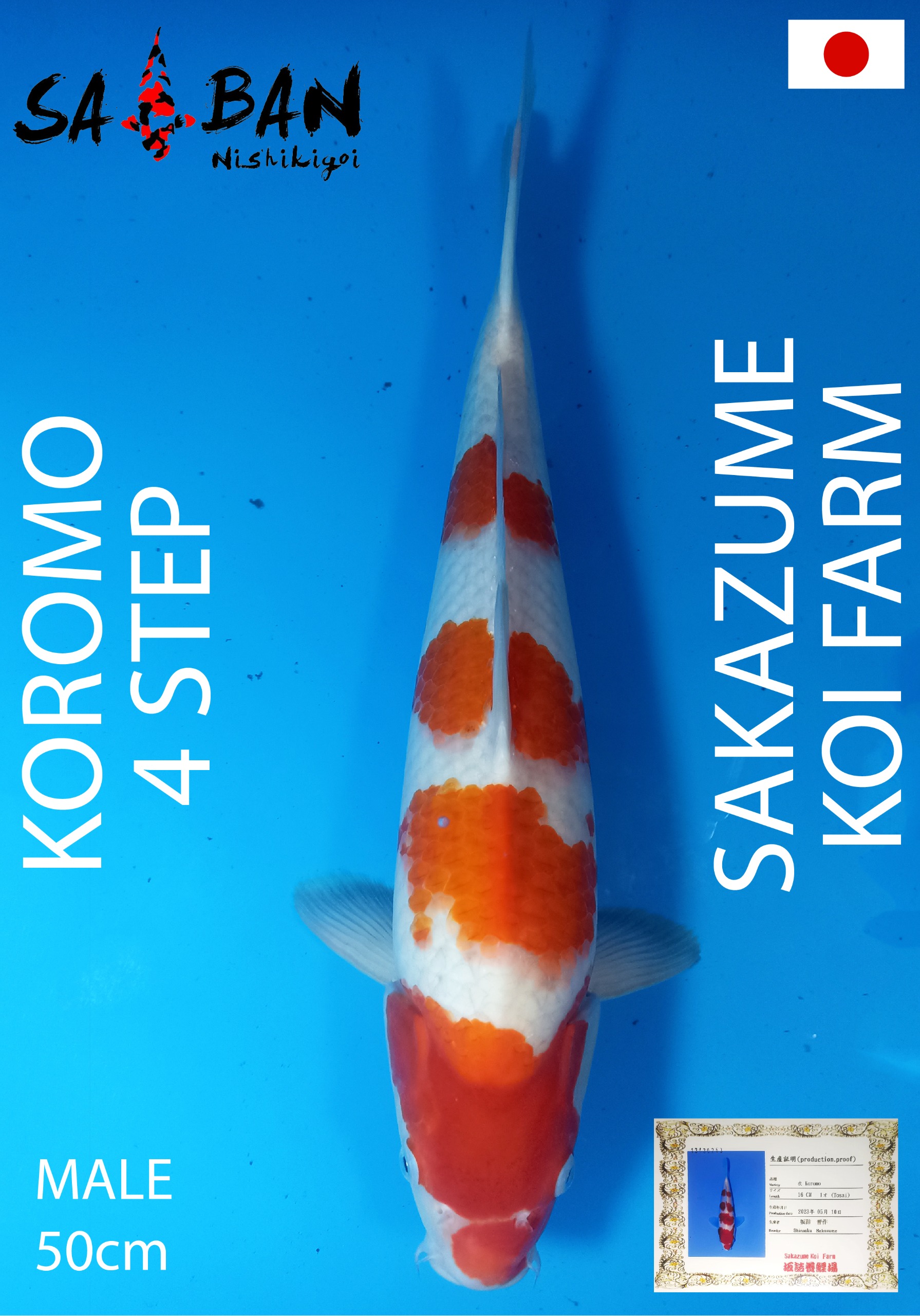 Lelang Koi Online, Jual Beli Ikan Koi, Pusat Jual Beli Koi, Info Lelang Koi Hari Ini, Platform Jual Beli Koi, Jual Beli Ikan Koi Online, Marketplace Ikan Koi, Jual Koi Terbaik, Tempat Beli Koi Berkualitas, Pasar Ikan Koi Online Terpercaya, Penjual Ikan Koi Terpercaya, Beli Koi Hias Online, Ikan Koi untuk Dijual, Koi Kualitas Terbaik, Toko Online Ikan Koi, Koi Hias Untuk Dijual, Jual Beli Ikan Koi Lokal, Koi Indonesia Online, Pusat Jual Beli Koi Terbesar