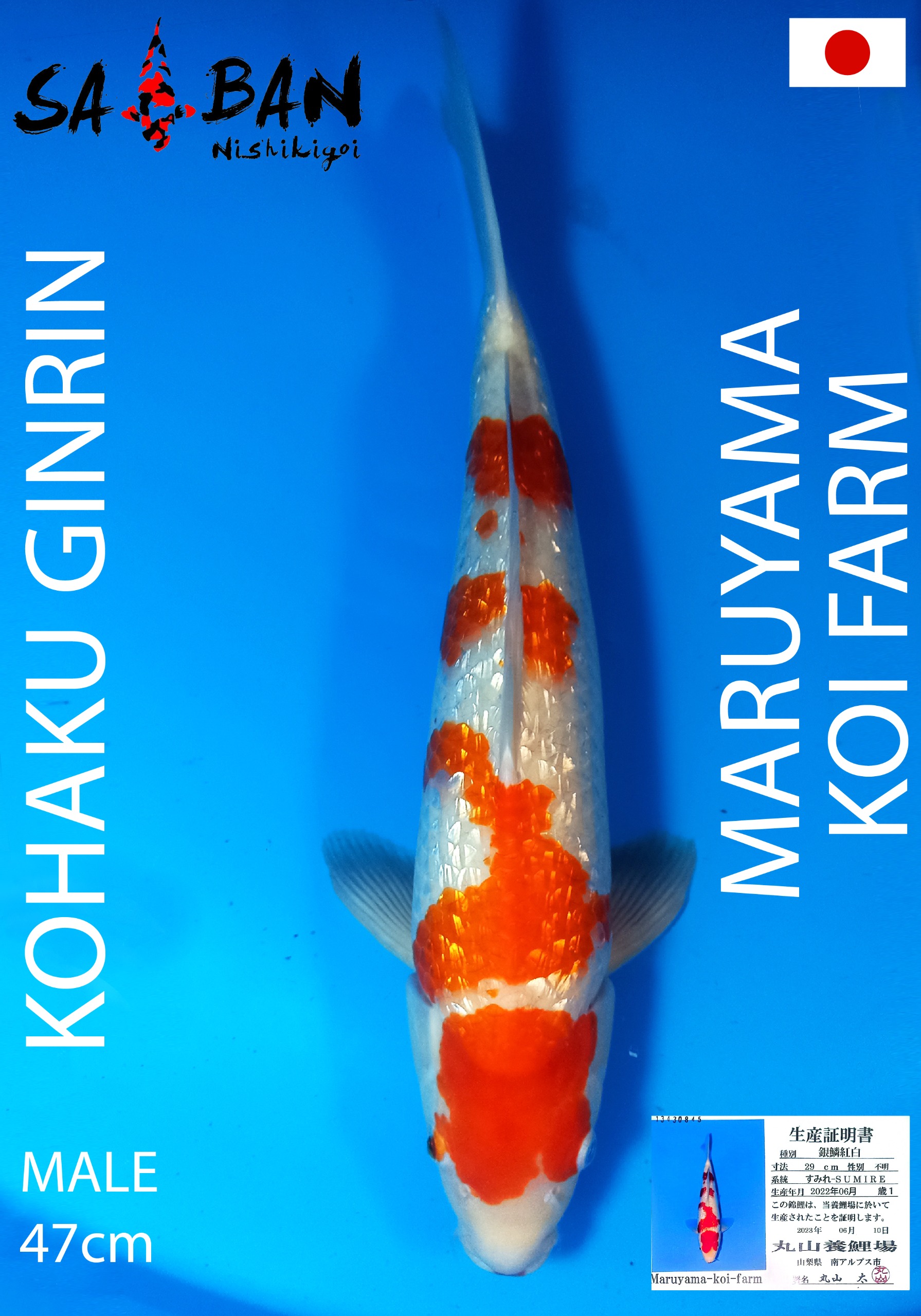 Lelang Koi Online, Jual Beli Ikan Koi, Pusat Jual Beli Koi, Info Lelang Koi Hari Ini, Platform Jual Beli Koi, Jual Beli Ikan Koi Online, Marketplace Ikan Koi, Jual Koi Terbaik, Tempat Beli Koi Berkualitas, Pasar Ikan Koi Online Terpercaya, Penjual Ikan Koi Terpercaya, Beli Koi Hias Online, Ikan Koi untuk Dijual, Koi Kualitas Terbaik, Toko Online Ikan Koi, Koi Hias Untuk Dijual, Jual Beli Ikan Koi Lokal, Koi Indonesia Online, Pusat Jual Beli Koi Terbesar