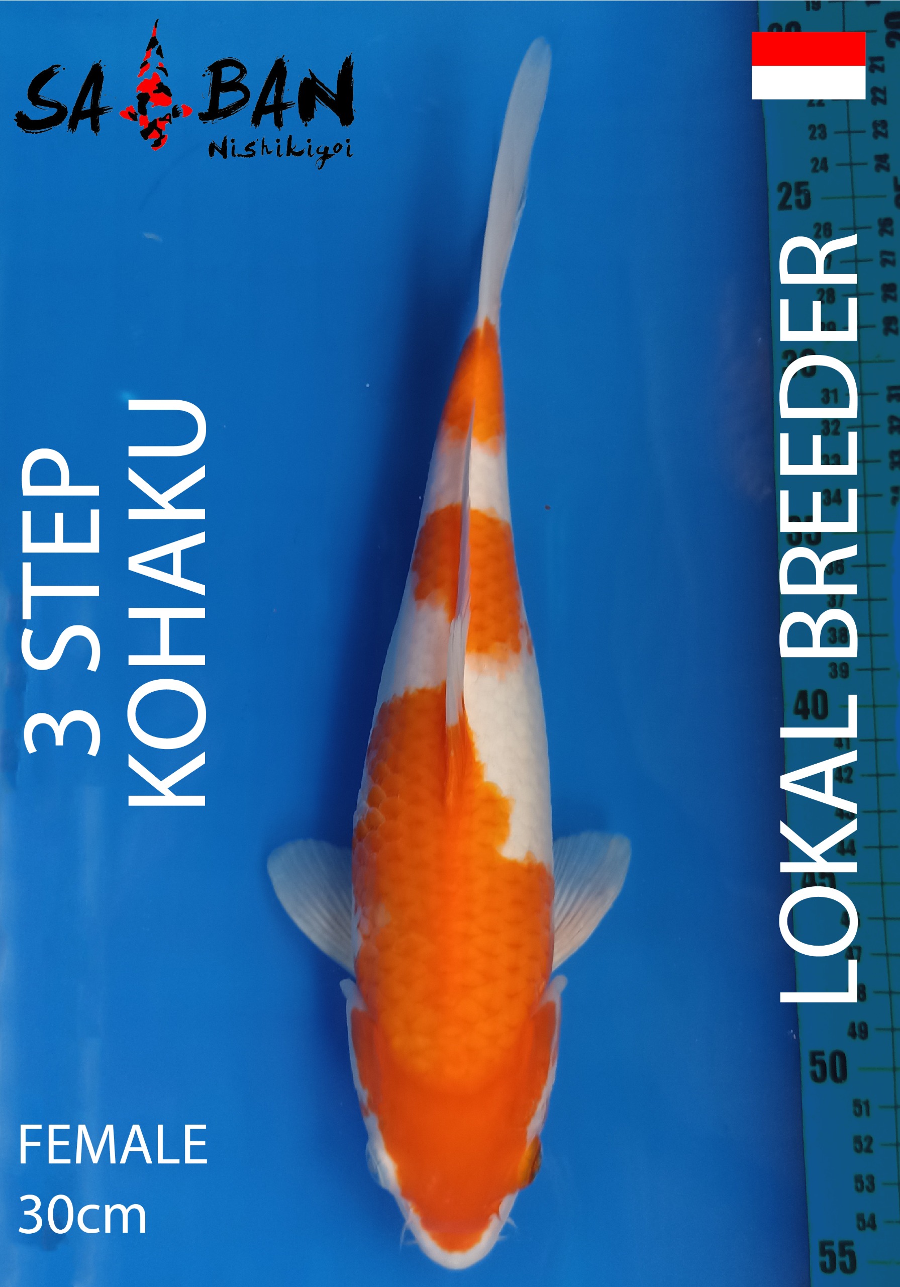 Lelang Koi Online, Jual Beli Ikan Koi, Pusat Jual Beli Koi, Info Lelang Koi Hari Ini, Platform Jual Beli Koi, Jual Beli Ikan Koi Online, Marketplace Ikan Koi, Jual Koi Terbaik, Tempat Beli Koi Berkualitas, Pasar Ikan Koi Online Terpercaya, Penjual Ikan Koi Terpercaya, Beli Koi Hias Online, Ikan Koi untuk Dijual, Koi Kualitas Terbaik, Toko Online Ikan Koi, Koi Hias Untuk Dijual, Jual Beli Ikan Koi Lokal, Koi Indonesia Online, Pusat Jual Beli Koi Terbesar