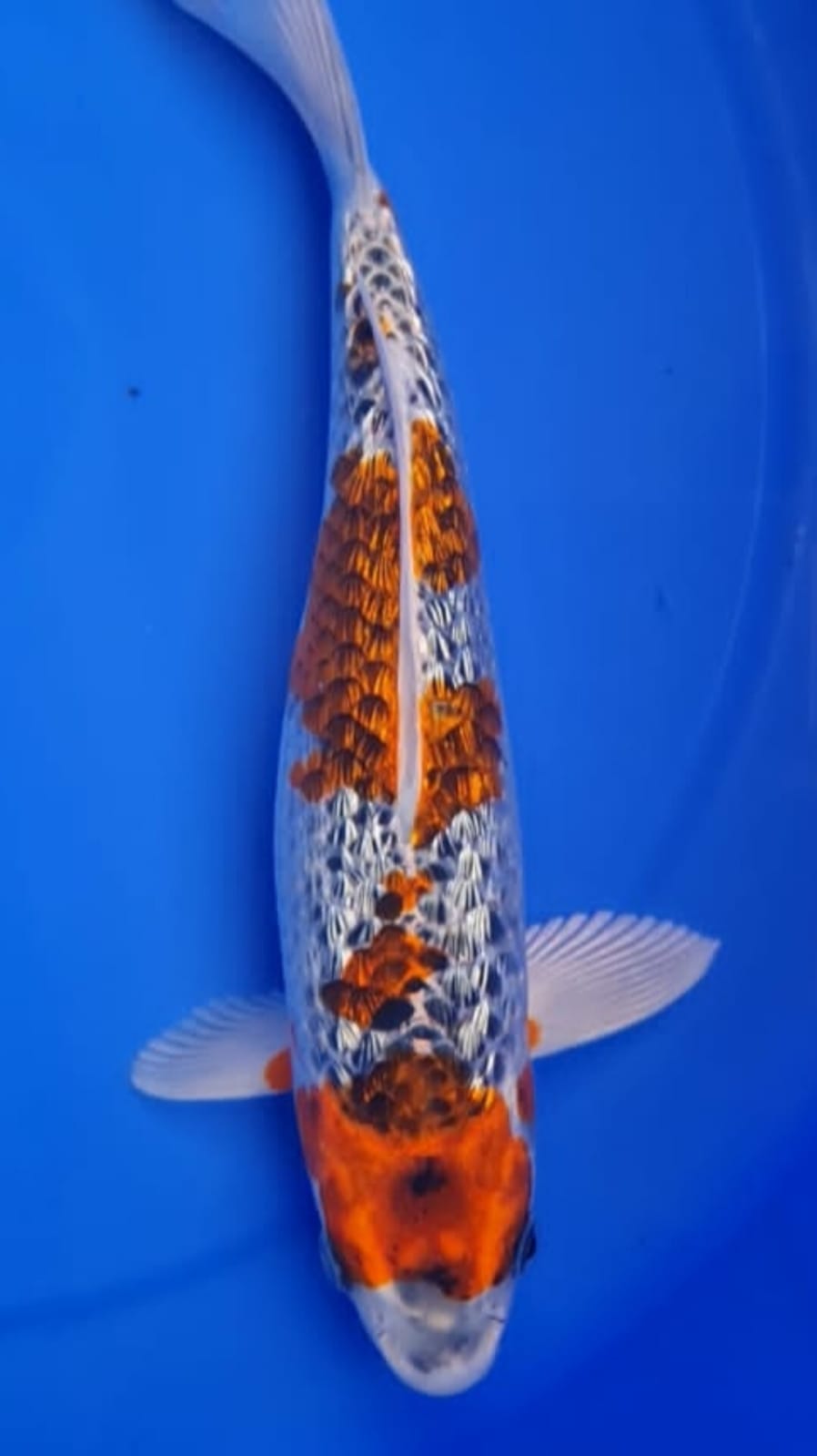 Lelang Koi Online, Jual Beli Ikan Koi, Pusat Jual Beli Koi, Info Lelang Koi Hari Ini, Platform Jual Beli Koi, Jual Beli Ikan Koi Online, Marketplace Ikan Koi, Jual Koi Terbaik, Tempat Beli Koi Berkualitas, Pasar Ikan Koi Online Terpercaya, Penjual Ikan Koi Terpercaya, Beli Koi Hias Online, Ikan Koi untuk Dijual, Koi Kualitas Terbaik, Toko Online Ikan Koi, Koi Hias Untuk Dijual, Jual Beli Ikan Koi Lokal, Koi Indonesia Online, Pusat Jual Beli Koi Terbesar