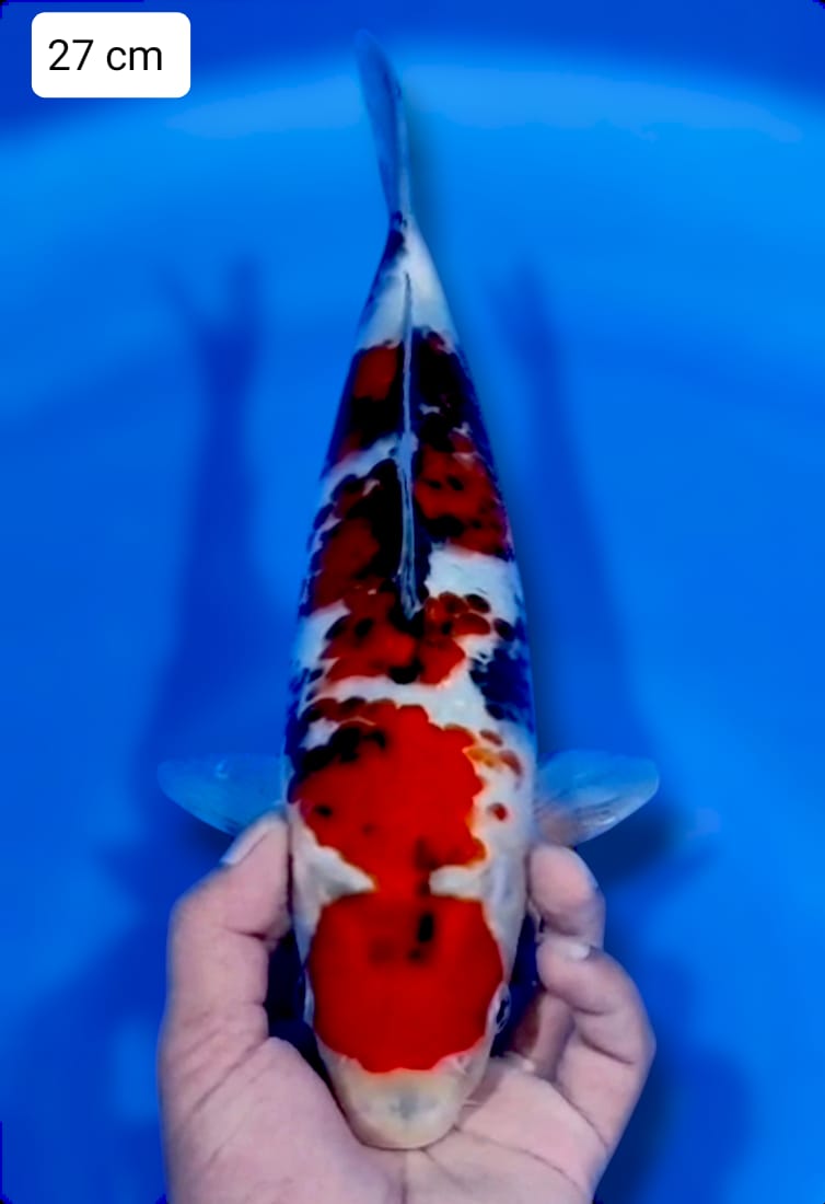 Lelang Koi Online, Jual Beli Ikan Koi, Pusat Jual Beli Koi, Info Lelang Koi Hari Ini, Platform Jual Beli Koi, Jual Beli Ikan Koi Online, Marketplace Ikan Koi, Jual Koi Terbaik, Tempat Beli Koi Berkualitas, Pasar Ikan Koi Online Terpercaya, Penjual Ikan Koi Terpercaya, Beli Koi Hias Online, Ikan Koi untuk Dijual, Koi Kualitas Terbaik, Toko Online Ikan Koi, Koi Hias Untuk Dijual, Jual Beli Ikan Koi Lokal, Koi Indonesia Online, Pusat Jual Beli Koi Terbesar