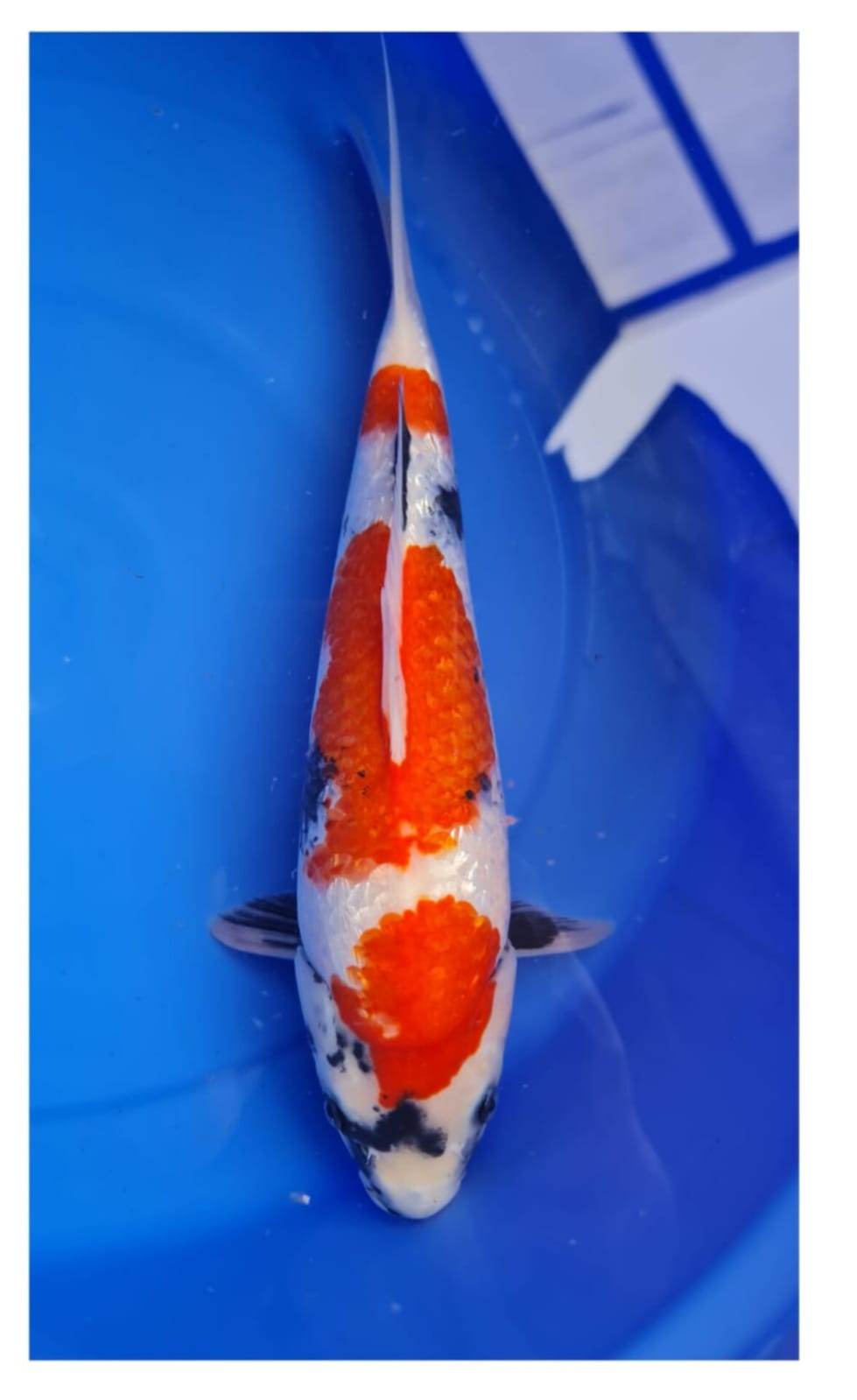 Lelang Koi Online, Jual Beli Ikan Koi, Pusat Jual Beli Koi, Info Lelang Koi Hari Ini, Platform Jual Beli Koi, Jual Beli Ikan Koi Online, Marketplace Ikan Koi, Jual Koi Terbaik, Tempat Beli Koi Berkualitas, Pasar Ikan Koi Online Terpercaya, Penjual Ikan Koi Terpercaya, Beli Koi Hias Online, Ikan Koi untuk Dijual, Koi Kualitas Terbaik, Toko Online Ikan Koi, Koi Hias Untuk Dijual, Jual Beli Ikan Koi Lokal, Koi Indonesia Online, Pusat Jual Beli Koi Terbesar