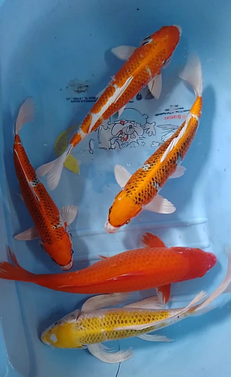 Lelang Koi Online, Jual Beli Ikan Koi, Pusat Jual Beli Koi, Info Lelang Koi Hari Ini, Platform Jual Beli Koi, Jual Beli Ikan Koi Online, Marketplace Ikan Koi, Jual Koi Terbaik, Tempat Beli Koi Berkualitas, Pasar Ikan Koi Online Terpercaya, Penjual Ikan Koi Terpercaya, Beli Koi Hias Online, Ikan Koi untuk Dijual, Koi Kualitas Terbaik, Toko Online Ikan Koi, Koi Hias Untuk Dijual, Jual Beli Ikan Koi Lokal, Koi Indonesia Online, Pusat Jual Beli Koi Terbesar