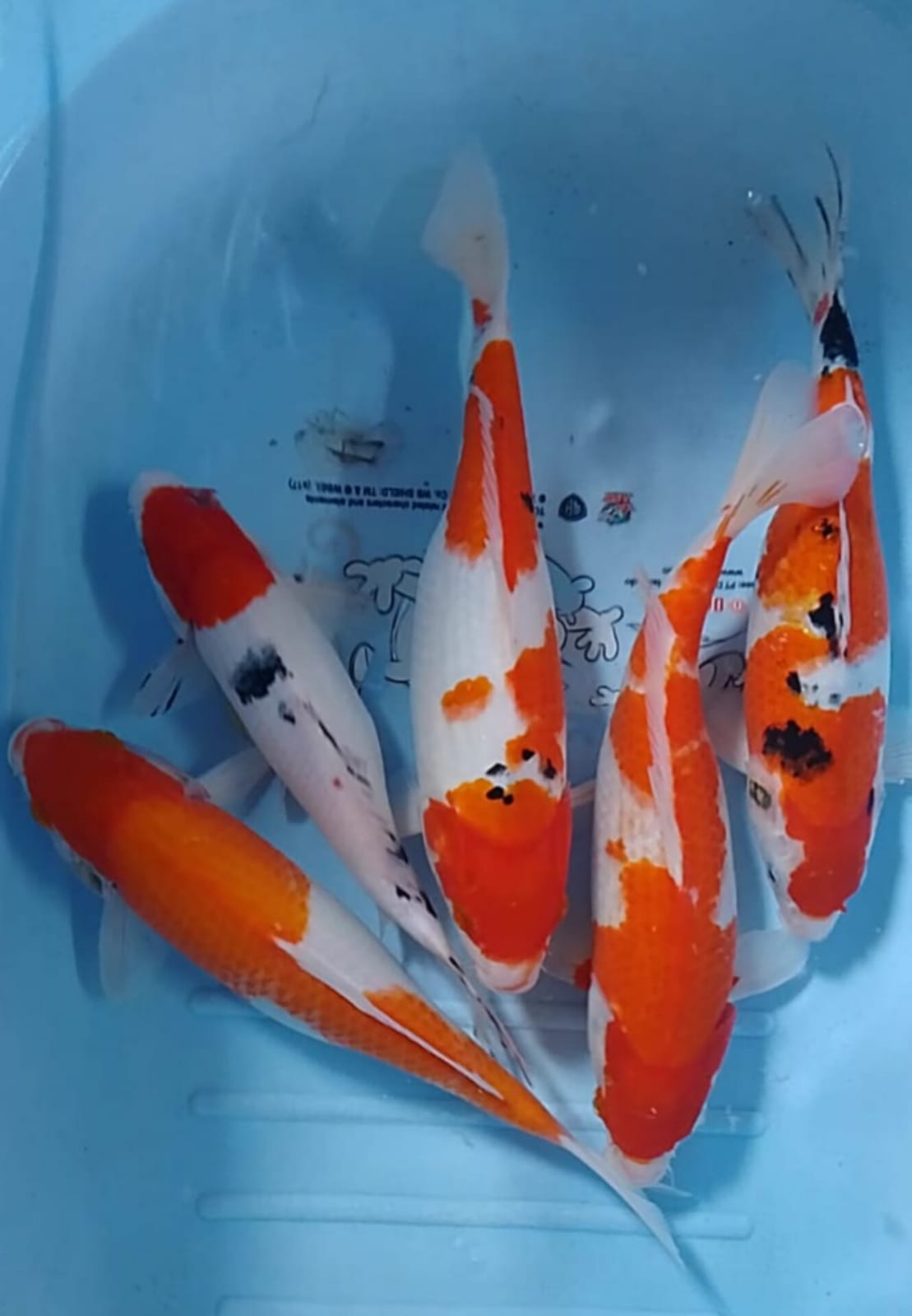 Lelang Koi Online, Jual Beli Ikan Koi, Pusat Jual Beli Koi, Info Lelang Koi Hari Ini, Platform Jual Beli Koi, Jual Beli Ikan Koi Online, Marketplace Ikan Koi, Jual Koi Terbaik, Tempat Beli Koi Berkualitas, Pasar Ikan Koi Online Terpercaya, Penjual Ikan Koi Terpercaya, Beli Koi Hias Online, Ikan Koi untuk Dijual, Koi Kualitas Terbaik, Toko Online Ikan Koi, Koi Hias Untuk Dijual, Jual Beli Ikan Koi Lokal, Koi Indonesia Online, Pusat Jual Beli Koi Terbesar