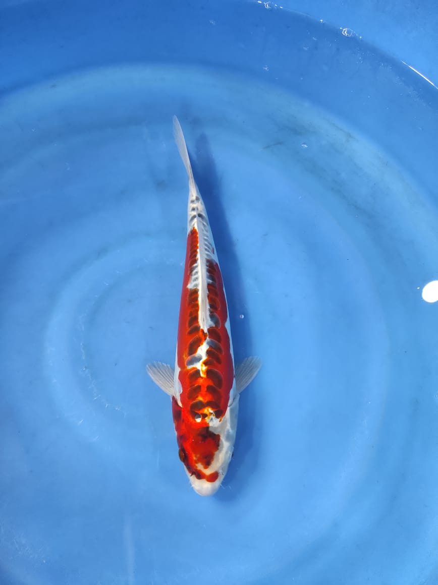 Lelang Koi Online, Jual Beli Ikan Koi, Pusat Jual Beli Koi, Info Lelang Koi Hari Ini, Platform Jual Beli Koi, Jual Beli Ikan Koi Online, Marketplace Ikan Koi, Jual Koi Terbaik, Tempat Beli Koi Berkualitas, Pasar Ikan Koi Online Terpercaya, Penjual Ikan Koi Terpercaya, Beli Koi Hias Online, Ikan Koi untuk Dijual, Koi Kualitas Terbaik, Toko Online Ikan Koi, Koi Hias Untuk Dijual, Jual Beli Ikan Koi Lokal, Koi Indonesia Online, Pusat Jual Beli Koi Terbesar