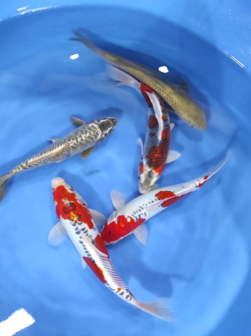 Lelang Koi Online, Jual Beli Ikan Koi, Pusat Jual Beli Koi, Info Lelang Koi Hari Ini, Platform Jual Beli Koi, Jual Beli Ikan Koi Online, Marketplace Ikan Koi, Jual Koi Terbaik, Tempat Beli Koi Berkualitas, Pasar Ikan Koi Online Terpercaya, Penjual Ikan Koi Terpercaya, Beli Koi Hias Online, Ikan Koi untuk Dijual, Koi Kualitas Terbaik, Toko Online Ikan Koi, Koi Hias Untuk Dijual, Jual Beli Ikan Koi Lokal, Koi Indonesia Online, Pusat Jual Beli Koi Terbesar