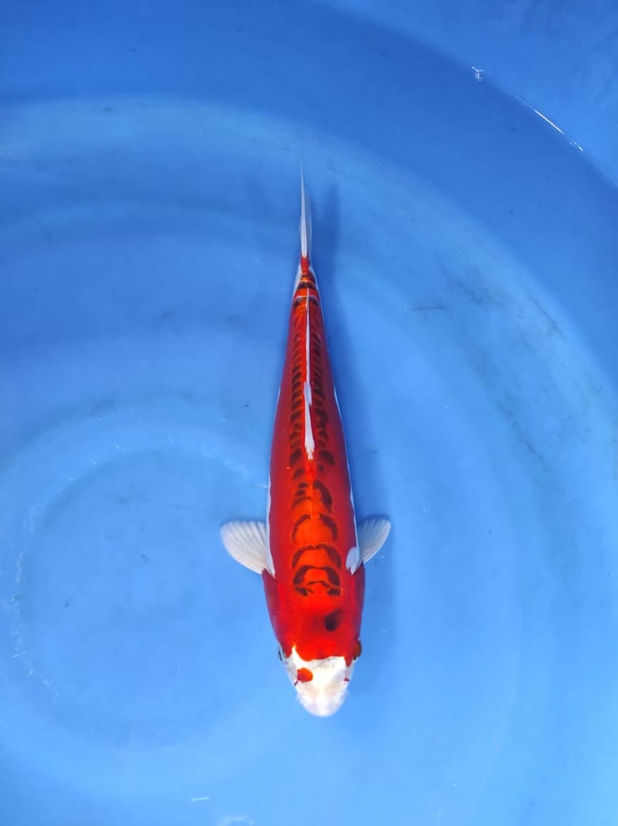 Lelang Koi Online, Jual Beli Ikan Koi, Pusat Jual Beli Koi, Info Lelang Koi Hari Ini, Platform Jual Beli Koi, Jual Beli Ikan Koi Online, Marketplace Ikan Koi, Jual Koi Terbaik, Tempat Beli Koi Berkualitas, Pasar Ikan Koi Online Terpercaya, Penjual Ikan Koi Terpercaya, Beli Koi Hias Online, Ikan Koi untuk Dijual, Koi Kualitas Terbaik, Toko Online Ikan Koi, Koi Hias Untuk Dijual, Jual Beli Ikan Koi Lokal, Koi Indonesia Online, Pusat Jual Beli Koi Terbesar