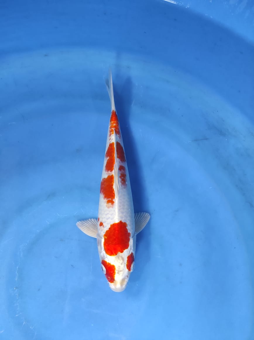 Lelang Koi Online, Jual Beli Ikan Koi, Pusat Jual Beli Koi, Info Lelang Koi Hari Ini, Platform Jual Beli Koi, Jual Beli Ikan Koi Online, Marketplace Ikan Koi, Jual Koi Terbaik, Tempat Beli Koi Berkualitas, Pasar Ikan Koi Online Terpercaya, Penjual Ikan Koi Terpercaya, Beli Koi Hias Online, Ikan Koi untuk Dijual, Koi Kualitas Terbaik, Toko Online Ikan Koi, Koi Hias Untuk Dijual, Jual Beli Ikan Koi Lokal, Koi Indonesia Online, Pusat Jual Beli Koi Terbesar