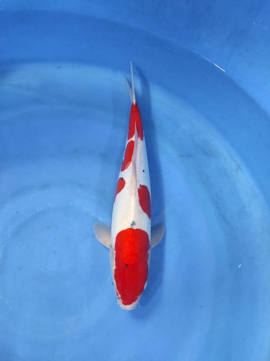 Lelang Koi Online, Jual Beli Ikan Koi, Pusat Jual Beli Koi, Info Lelang Koi Hari Ini, Platform Jual Beli Koi, Jual Beli Ikan Koi Online, Marketplace Ikan Koi, Jual Koi Terbaik, Tempat Beli Koi Berkualitas, Pasar Ikan Koi Online Terpercaya, Penjual Ikan Koi Terpercaya, Beli Koi Hias Online, Ikan Koi untuk Dijual, Koi Kualitas Terbaik, Toko Online Ikan Koi, Koi Hias Untuk Dijual, Jual Beli Ikan Koi Lokal, Koi Indonesia Online, Pusat Jual Beli Koi Terbesar