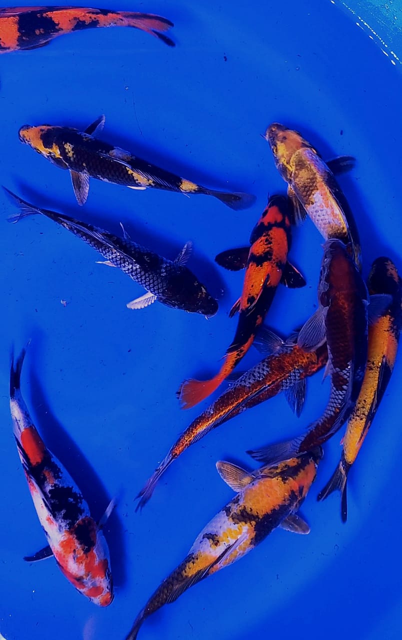 Lelang Koi Online, Jual Beli Ikan Koi, Pusat Jual Beli Koi, Info Lelang Koi Hari Ini, Platform Jual Beli Koi, Jual Beli Ikan Koi Online, Marketplace Ikan Koi, Jual Koi Terbaik, Tempat Beli Koi Berkualitas, Pasar Ikan Koi Online Terpercaya, Penjual Ikan Koi Terpercaya, Beli Koi Hias Online, Ikan Koi untuk Dijual, Koi Kualitas Terbaik, Toko Online Ikan Koi, Koi Hias Untuk Dijual, Jual Beli Ikan Koi Lokal, Koi Indonesia Online, Pusat Jual Beli Koi Terbesar