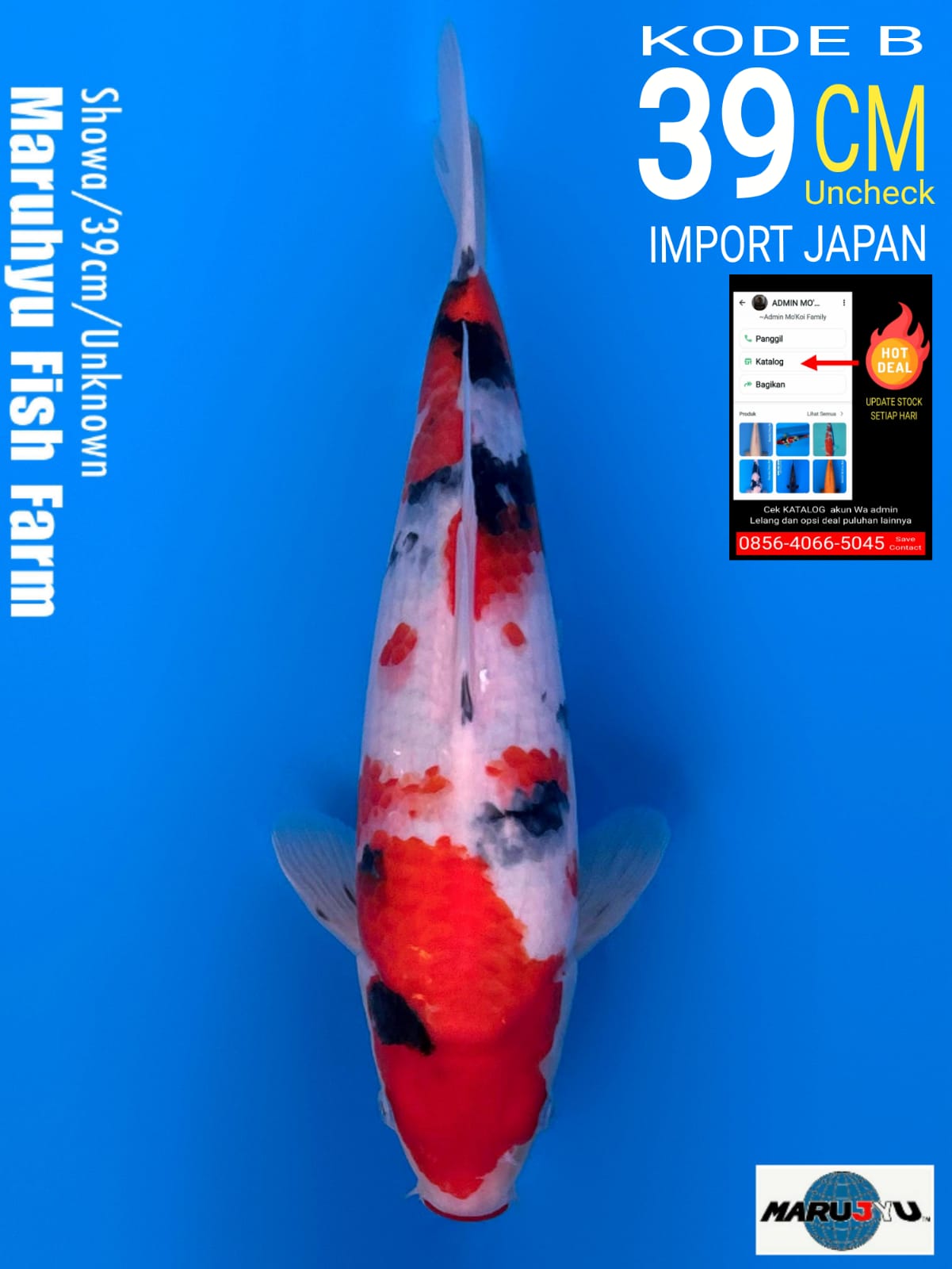 Lelang Koi Online, Jual Beli Ikan Koi, Pusat Jual Beli Koi, Info Lelang Koi Hari Ini, Platform Jual Beli Koi, Jual Beli Ikan Koi Online, Marketplace Ikan Koi, Jual Koi Terbaik, Tempat Beli Koi Berkualitas, Pasar Ikan Koi Online Terpercaya, Penjual Ikan Koi Terpercaya, Beli Koi Hias Online, Ikan Koi untuk Dijual, Koi Kualitas Terbaik, Toko Online Ikan Koi, Koi Hias Untuk Dijual, Jual Beli Ikan Koi Lokal, Koi Indonesia Online, Pusat Jual Beli Koi Terbesar