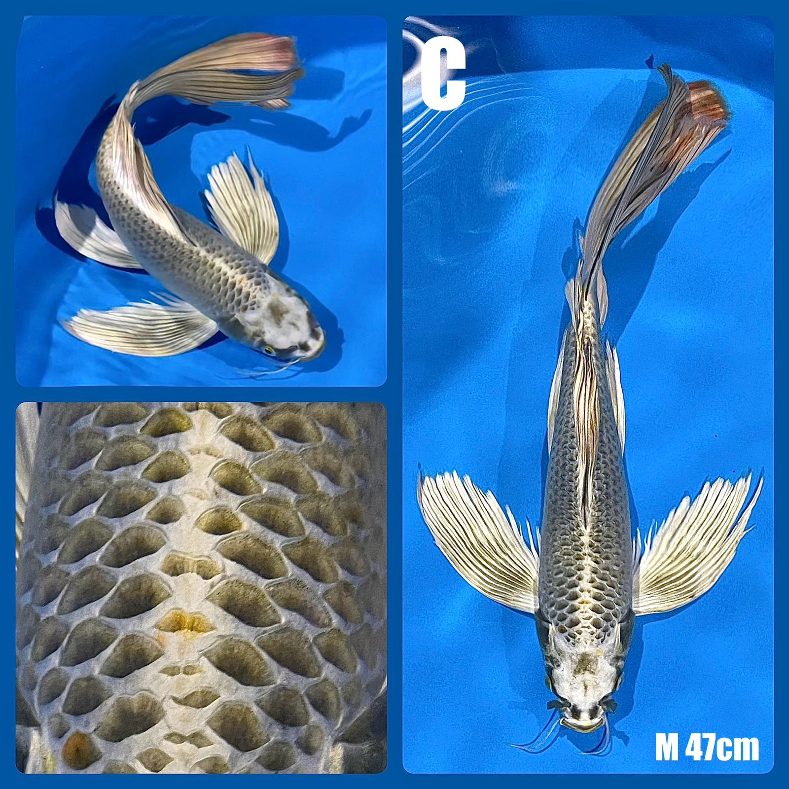 Lelang Koi Online, Jual Beli Ikan Koi, Pusat Jual Beli Koi, Info Lelang Koi Hari Ini, Platform Jual Beli Koi, Jual Beli Ikan Koi Online, Marketplace Ikan Koi, Jual Koi Terbaik, Tempat Beli Koi Berkualitas, Pasar Ikan Koi Online Terpercaya, Penjual Ikan Koi Terpercaya, Beli Koi Hias Online, Ikan Koi untuk Dijual, Koi Kualitas Terbaik, Toko Online Ikan Koi, Koi Hias Untuk Dijual, Jual Beli Ikan Koi Lokal, Koi Indonesia Online, Pusat Jual Beli Koi Terbesar