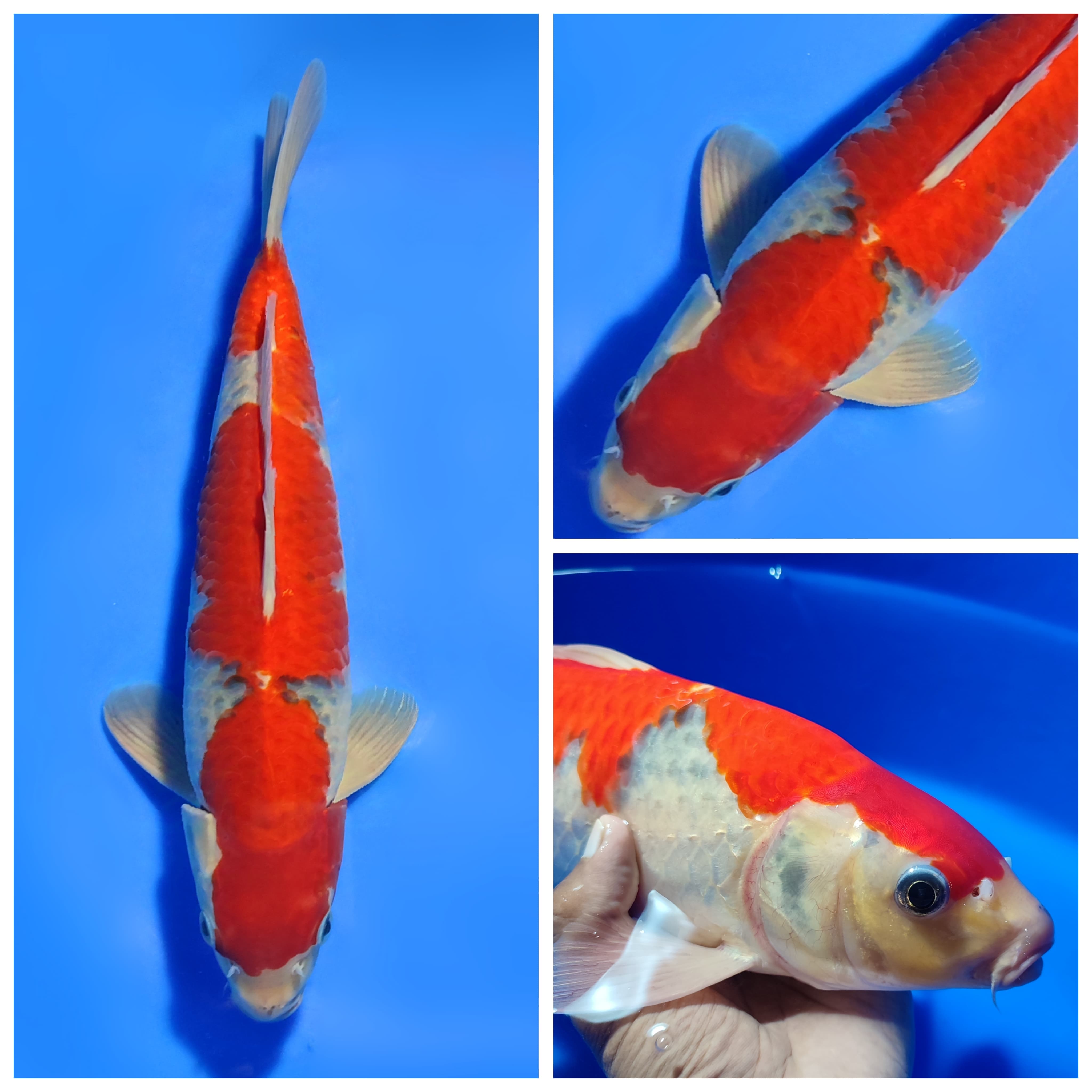 Lelang Koi Online, Jual Beli Ikan Koi, Pusat Jual Beli Koi, Info Lelang Koi Hari Ini, Platform Jual Beli Koi, Jual Beli Ikan Koi Online, Marketplace Ikan Koi, Jual Koi Terbaik, Tempat Beli Koi Berkualitas, Pasar Ikan Koi Online Terpercaya, Penjual Ikan Koi Terpercaya, Beli Koi Hias Online, Ikan Koi untuk Dijual, Koi Kualitas Terbaik, Toko Online Ikan Koi, Koi Hias Untuk Dijual, Jual Beli Ikan Koi Lokal, Koi Indonesia Online, Pusat Jual Beli Koi Terbesar