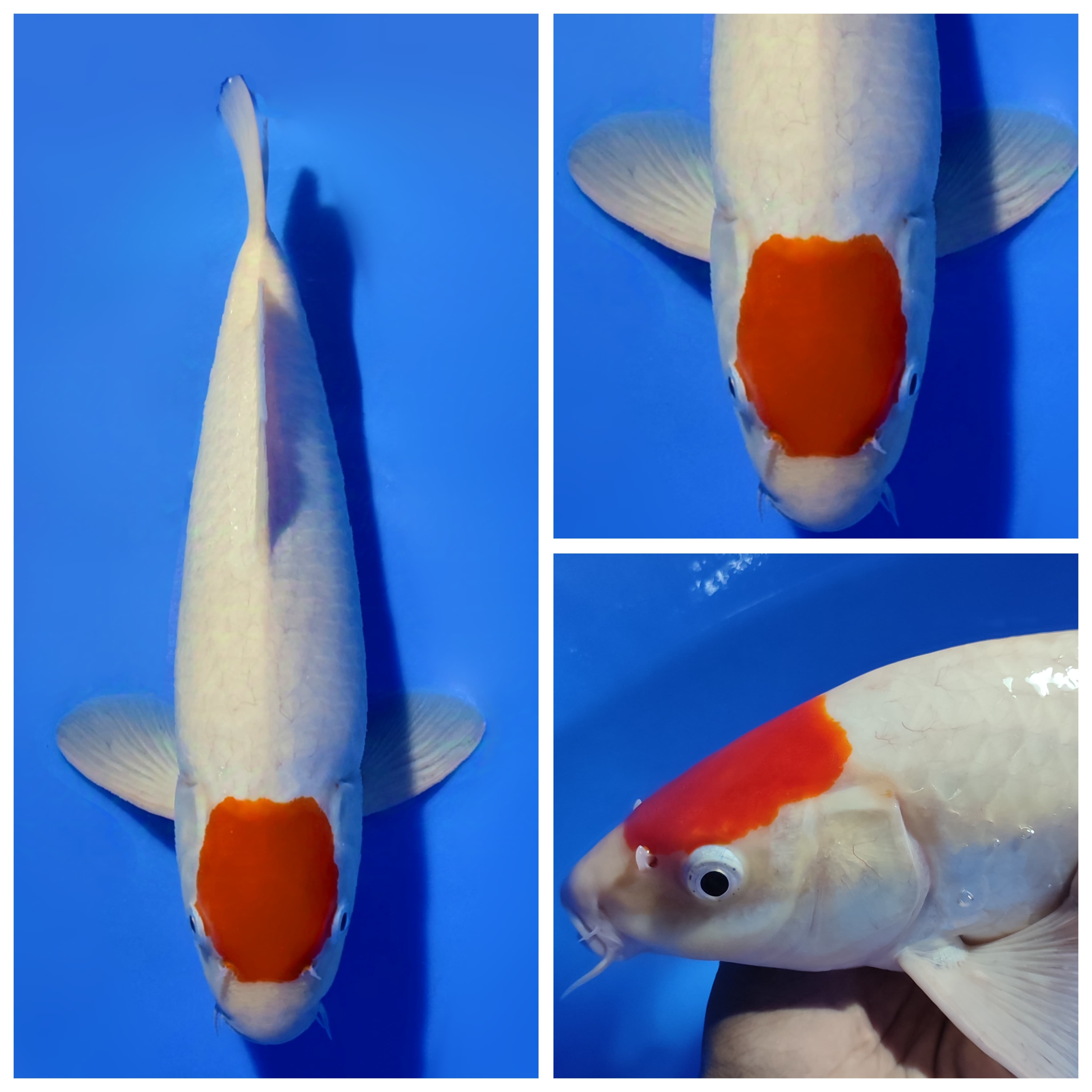 Lelang Koi Online, Jual Beli Ikan Koi, Pusat Jual Beli Koi, Info Lelang Koi Hari Ini, Platform Jual Beli Koi, Jual Beli Ikan Koi Online, Marketplace Ikan Koi, Jual Koi Terbaik, Tempat Beli Koi Berkualitas, Pasar Ikan Koi Online Terpercaya, Penjual Ikan Koi Terpercaya, Beli Koi Hias Online, Ikan Koi untuk Dijual, Koi Kualitas Terbaik, Toko Online Ikan Koi, Koi Hias Untuk Dijual, Jual Beli Ikan Koi Lokal, Koi Indonesia Online, Pusat Jual Beli Koi Terbesar