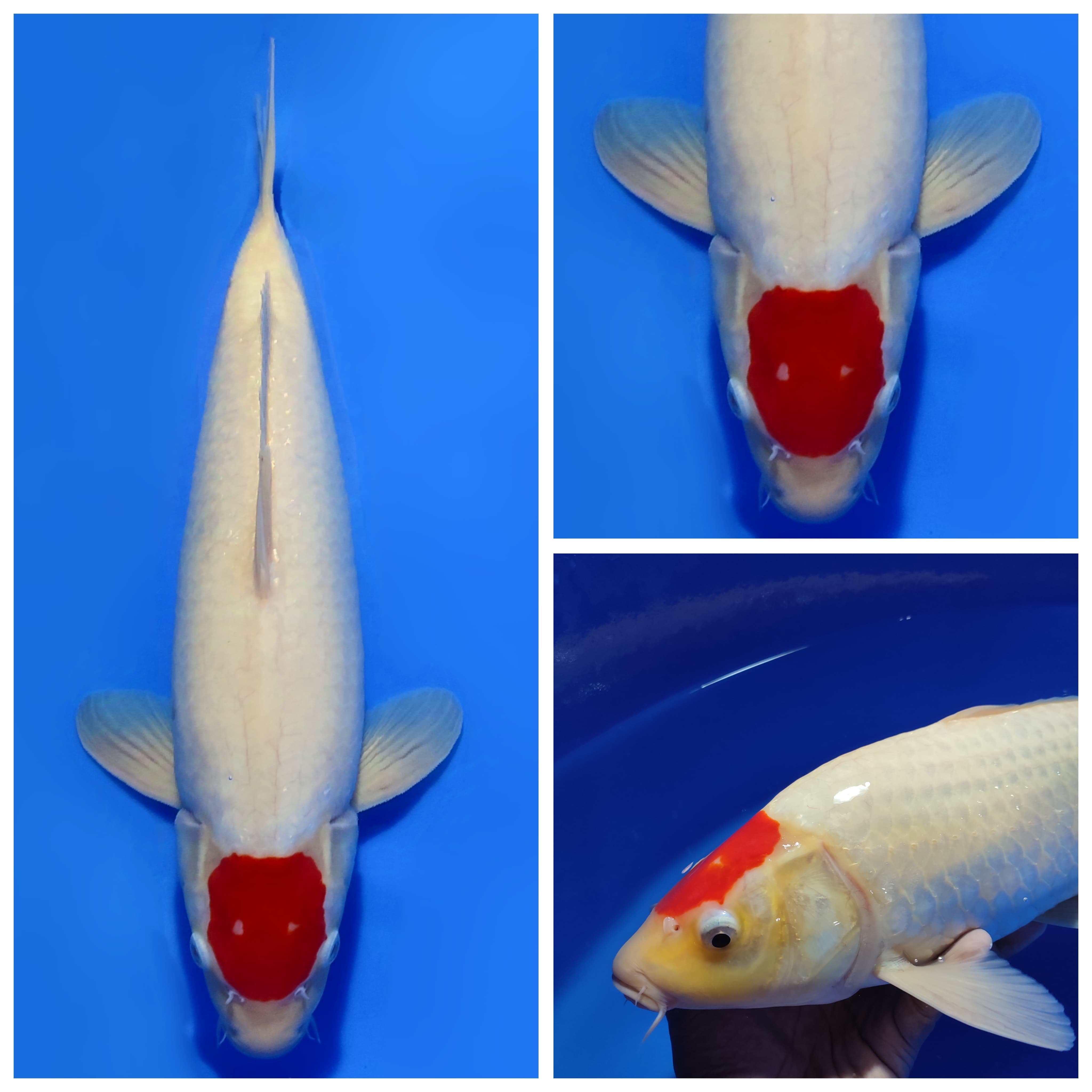 Lelang Koi Online, Jual Beli Ikan Koi, Pusat Jual Beli Koi, Info Lelang Koi Hari Ini, Platform Jual Beli Koi, Jual Beli Ikan Koi Online, Marketplace Ikan Koi, Jual Koi Terbaik, Tempat Beli Koi Berkualitas, Pasar Ikan Koi Online Terpercaya, Penjual Ikan Koi Terpercaya, Beli Koi Hias Online, Ikan Koi untuk Dijual, Koi Kualitas Terbaik, Toko Online Ikan Koi, Koi Hias Untuk Dijual, Jual Beli Ikan Koi Lokal, Koi Indonesia Online, Pusat Jual Beli Koi Terbesar