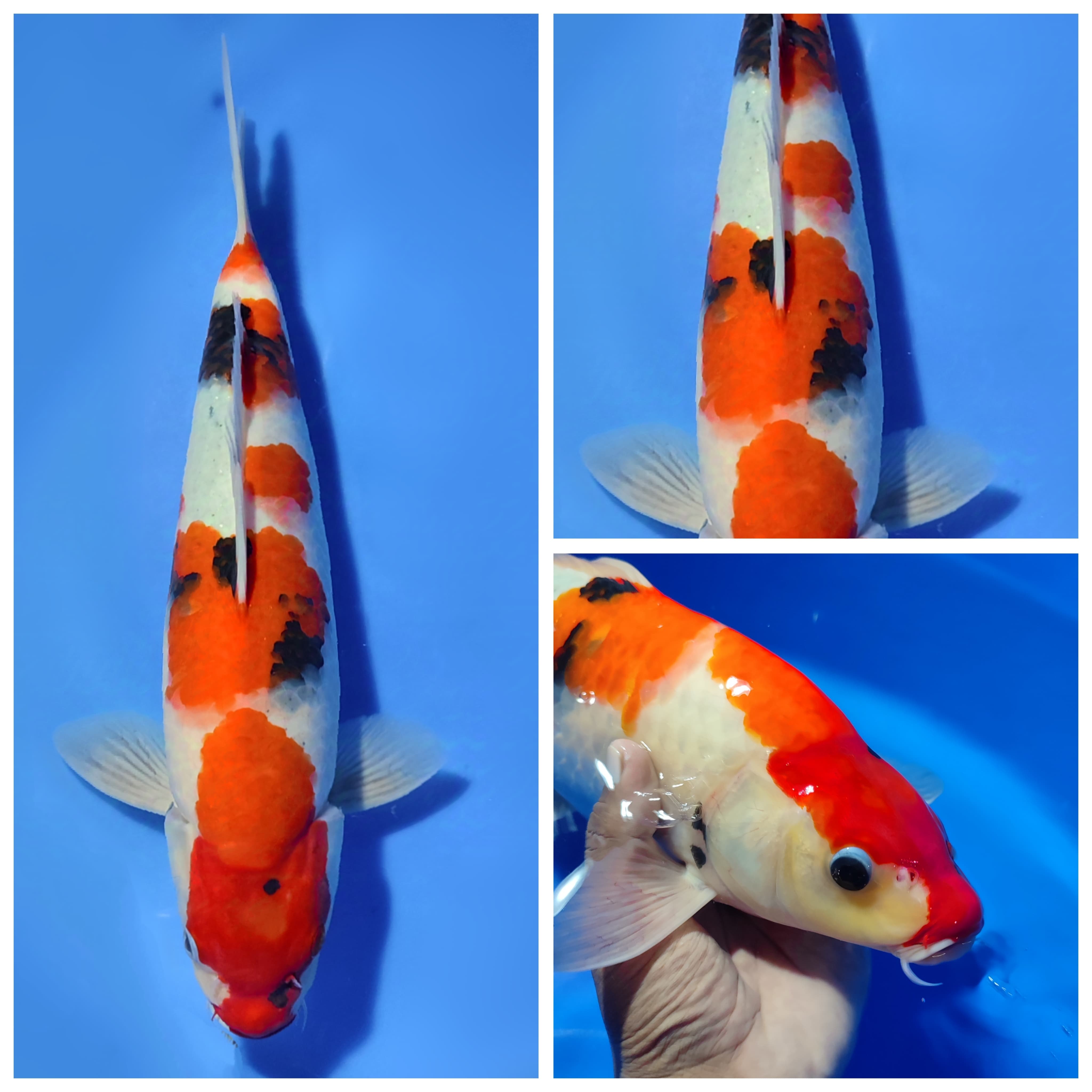 Lelang Koi Online, Jual Beli Ikan Koi, Pusat Jual Beli Koi, Info Lelang Koi Hari Ini, Platform Jual Beli Koi, Jual Beli Ikan Koi Online, Marketplace Ikan Koi, Jual Koi Terbaik, Tempat Beli Koi Berkualitas, Pasar Ikan Koi Online Terpercaya, Penjual Ikan Koi Terpercaya, Beli Koi Hias Online, Ikan Koi untuk Dijual, Koi Kualitas Terbaik, Toko Online Ikan Koi, Koi Hias Untuk Dijual, Jual Beli Ikan Koi Lokal, Koi Indonesia Online, Pusat Jual Beli Koi Terbesar