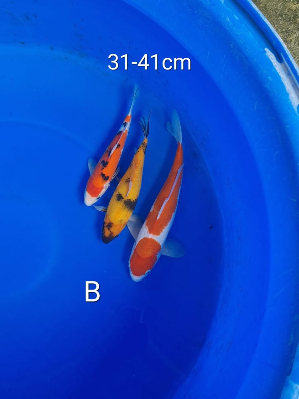 Lelang Koi Online, Jual Beli Ikan Koi, Pusat Jual Beli Koi, Info Lelang Koi Hari Ini, Platform Jual Beli Koi, Jual Beli Ikan Koi Online, Marketplace Ikan Koi, Jual Koi Terbaik, Tempat Beli Koi Berkualitas, Pasar Ikan Koi Online Terpercaya, Penjual Ikan Koi Terpercaya, Beli Koi Hias Online, Ikan Koi untuk Dijual, Koi Kualitas Terbaik, Toko Online Ikan Koi, Koi Hias Untuk Dijual, Jual Beli Ikan Koi Lokal, Koi Indonesia Online, Pusat Jual Beli Koi Terbesar