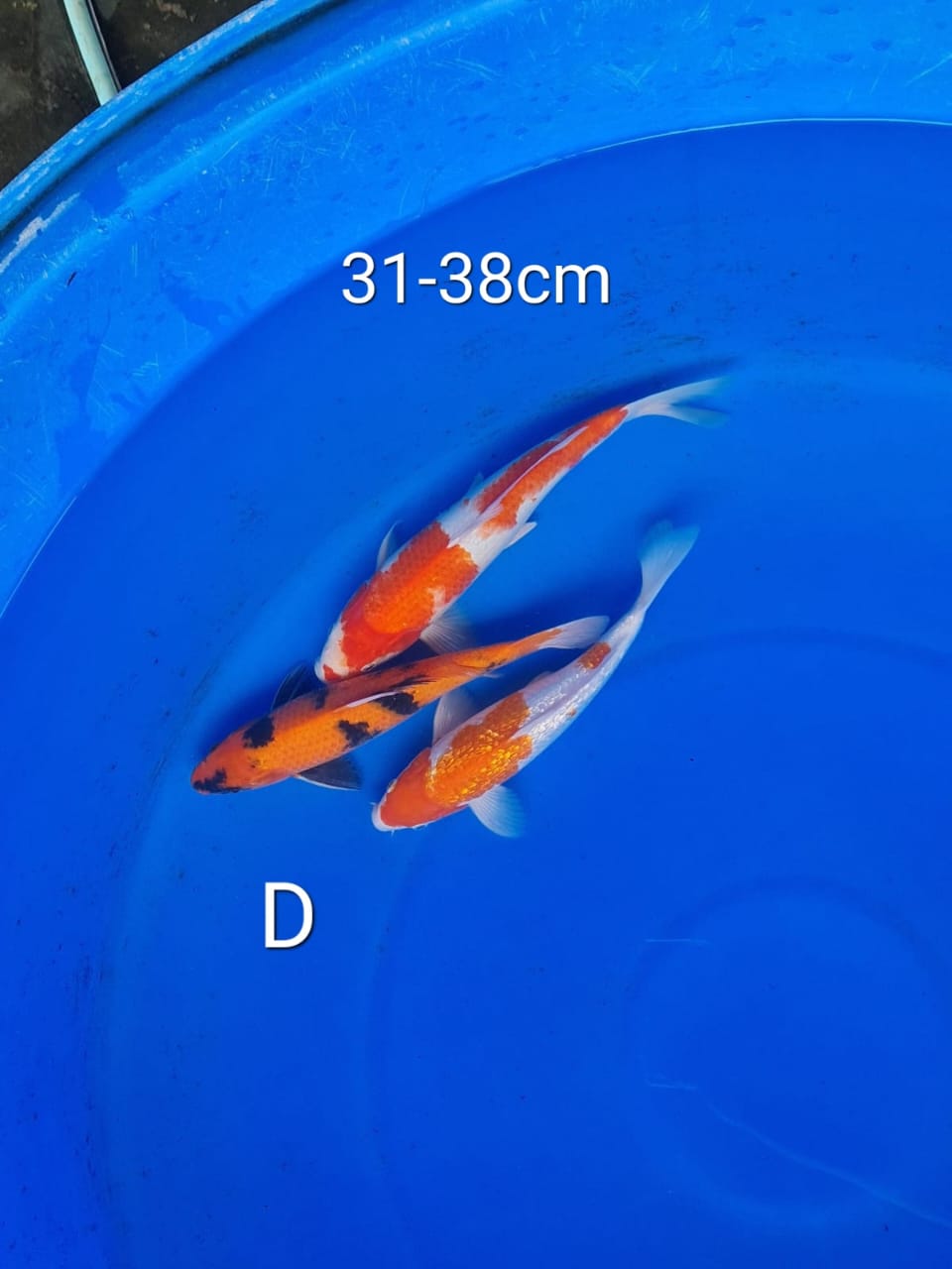 Lelang Koi Online, Jual Beli Ikan Koi, Pusat Jual Beli Koi, Info Lelang Koi Hari Ini, Platform Jual Beli Koi, Jual Beli Ikan Koi Online, Marketplace Ikan Koi, Jual Koi Terbaik, Tempat Beli Koi Berkualitas, Pasar Ikan Koi Online Terpercaya, Penjual Ikan Koi Terpercaya, Beli Koi Hias Online, Ikan Koi untuk Dijual, Koi Kualitas Terbaik, Toko Online Ikan Koi, Koi Hias Untuk Dijual, Jual Beli Ikan Koi Lokal, Koi Indonesia Online, Pusat Jual Beli Koi Terbesar