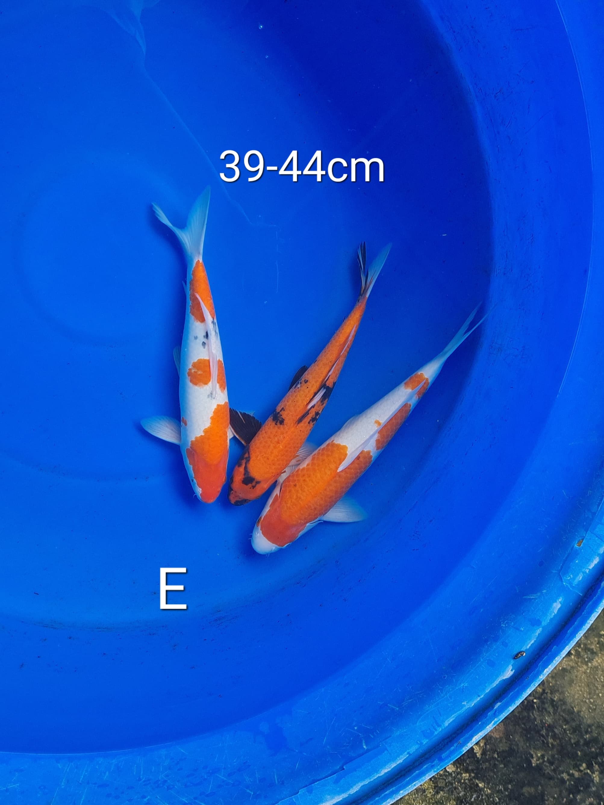 Lelang Koi Online, Jual Beli Ikan Koi, Pusat Jual Beli Koi, Info Lelang Koi Hari Ini, Platform Jual Beli Koi, Jual Beli Ikan Koi Online, Marketplace Ikan Koi, Jual Koi Terbaik, Tempat Beli Koi Berkualitas, Pasar Ikan Koi Online Terpercaya, Penjual Ikan Koi Terpercaya, Beli Koi Hias Online, Ikan Koi untuk Dijual, Koi Kualitas Terbaik, Toko Online Ikan Koi, Koi Hias Untuk Dijual, Jual Beli Ikan Koi Lokal, Koi Indonesia Online, Pusat Jual Beli Koi Terbesar