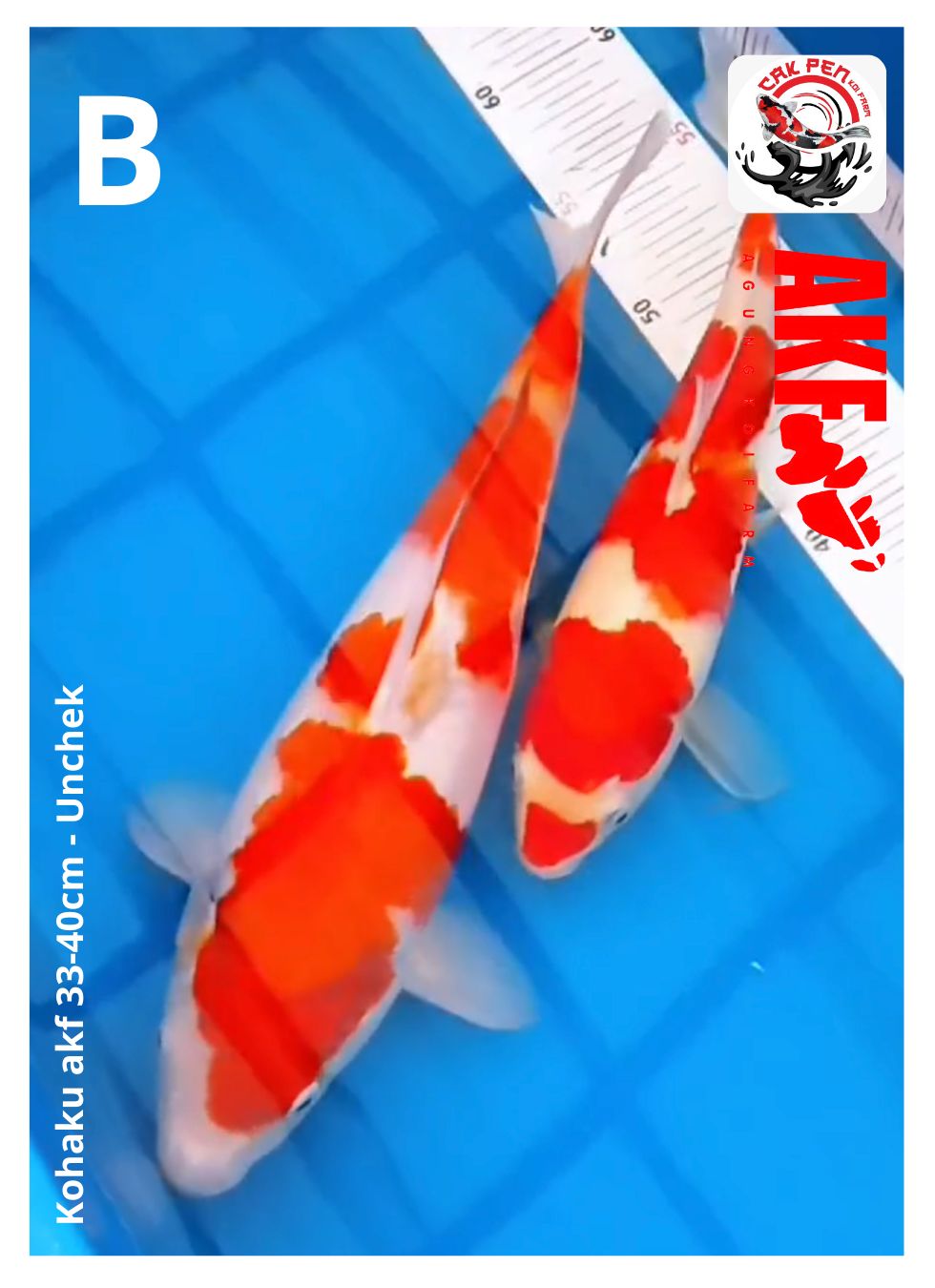 Lelang Koi Online, Jual Beli Ikan Koi, Pusat Jual Beli Koi, Info Lelang Koi Hari Ini, Platform Jual Beli Koi, Jual Beli Ikan Koi Online, Marketplace Ikan Koi, Jual Koi Terbaik, Tempat Beli Koi Berkualitas, Pasar Ikan Koi Online Terpercaya, Penjual Ikan Koi Terpercaya, Beli Koi Hias Online, Ikan Koi untuk Dijual, Koi Kualitas Terbaik, Toko Online Ikan Koi, Koi Hias Untuk Dijual, Jual Beli Ikan Koi Lokal, Koi Indonesia Online, Pusat Jual Beli Koi Terbesar