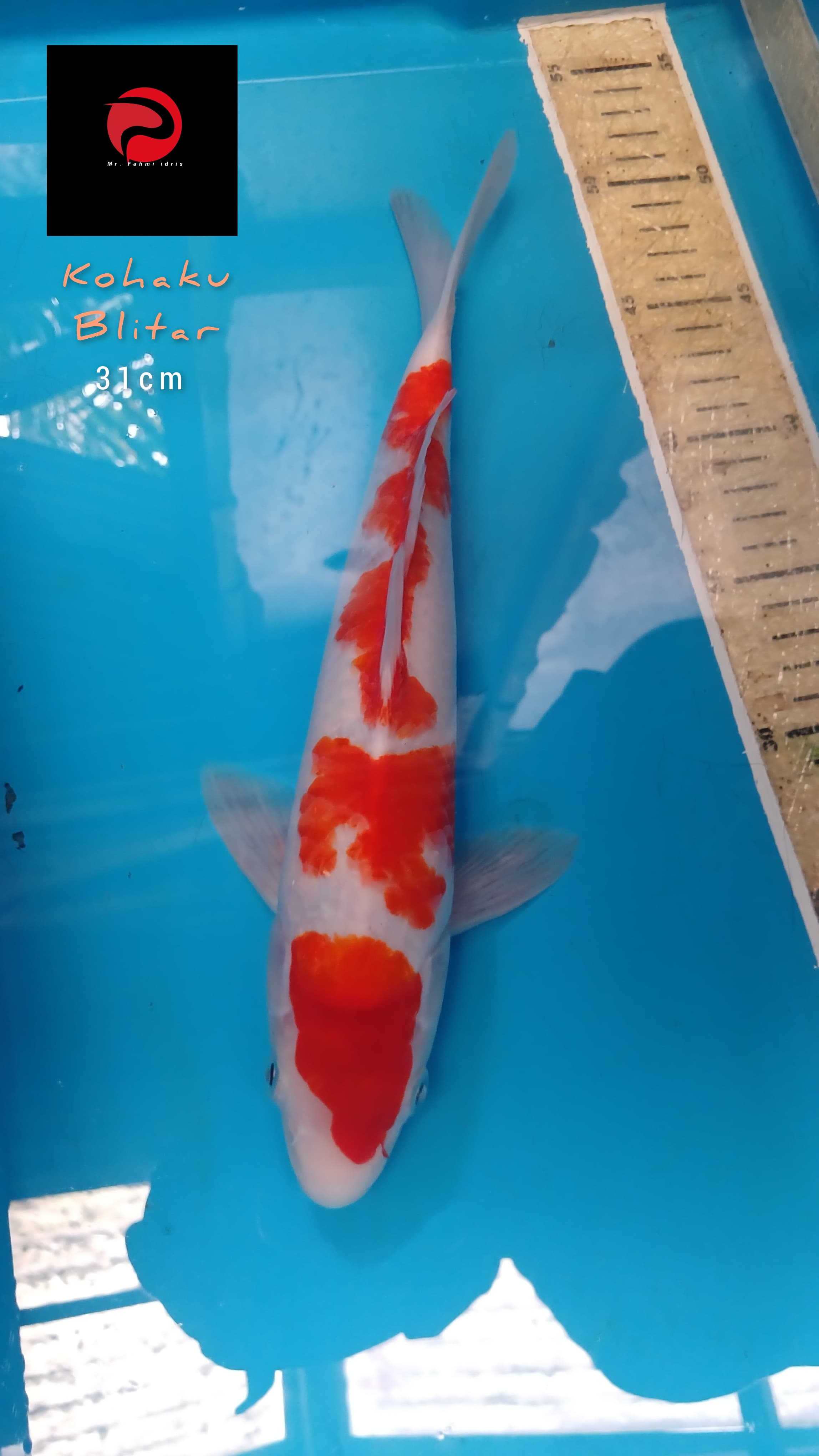 Lelang Koi Online, Jual Beli Ikan Koi, Pusat Jual Beli Koi, Info Lelang Koi Hari Ini, Platform Jual Beli Koi, Jual Beli Ikan Koi Online, Marketplace Ikan Koi, Jual Koi Terbaik, Tempat Beli Koi Berkualitas, Pasar Ikan Koi Online Terpercaya, Penjual Ikan Koi Terpercaya, Beli Koi Hias Online, Ikan Koi untuk Dijual, Koi Kualitas Terbaik, Toko Online Ikan Koi, Koi Hias Untuk Dijual, Jual Beli Ikan Koi Lokal, Koi Indonesia Online, Pusat Jual Beli Koi Terbesar