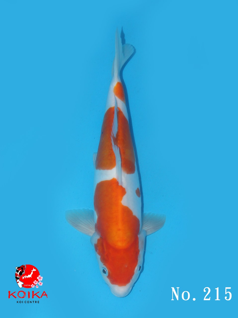 KOHAKU DOITSU 32cm