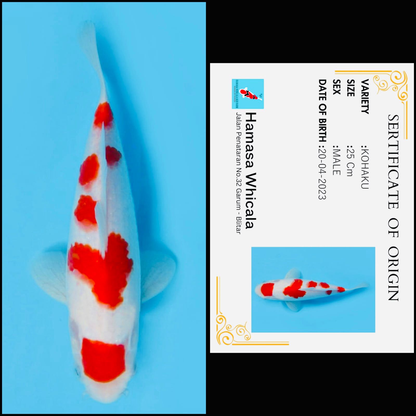 Lelang Koi Online, Jual Beli Ikan Koi, Pusat Jual Beli Koi, Info Lelang Koi Hari Ini, Platform Jual Beli Koi, Jual Beli Ikan Koi Online, Marketplace Ikan Koi, Jual Koi Terbaik, Tempat Beli Koi Berkualitas, Pasar Ikan Koi Online Terpercaya, Penjual Ikan Koi Terpercaya, Beli Koi Hias Online, Ikan Koi untuk Dijual, Koi Kualitas Terbaik, Toko Online Ikan Koi, Koi Hias Untuk Dijual, Jual Beli Ikan Koi Lokal, Koi Indonesia Online, Pusat Jual Beli Koi Terbesar